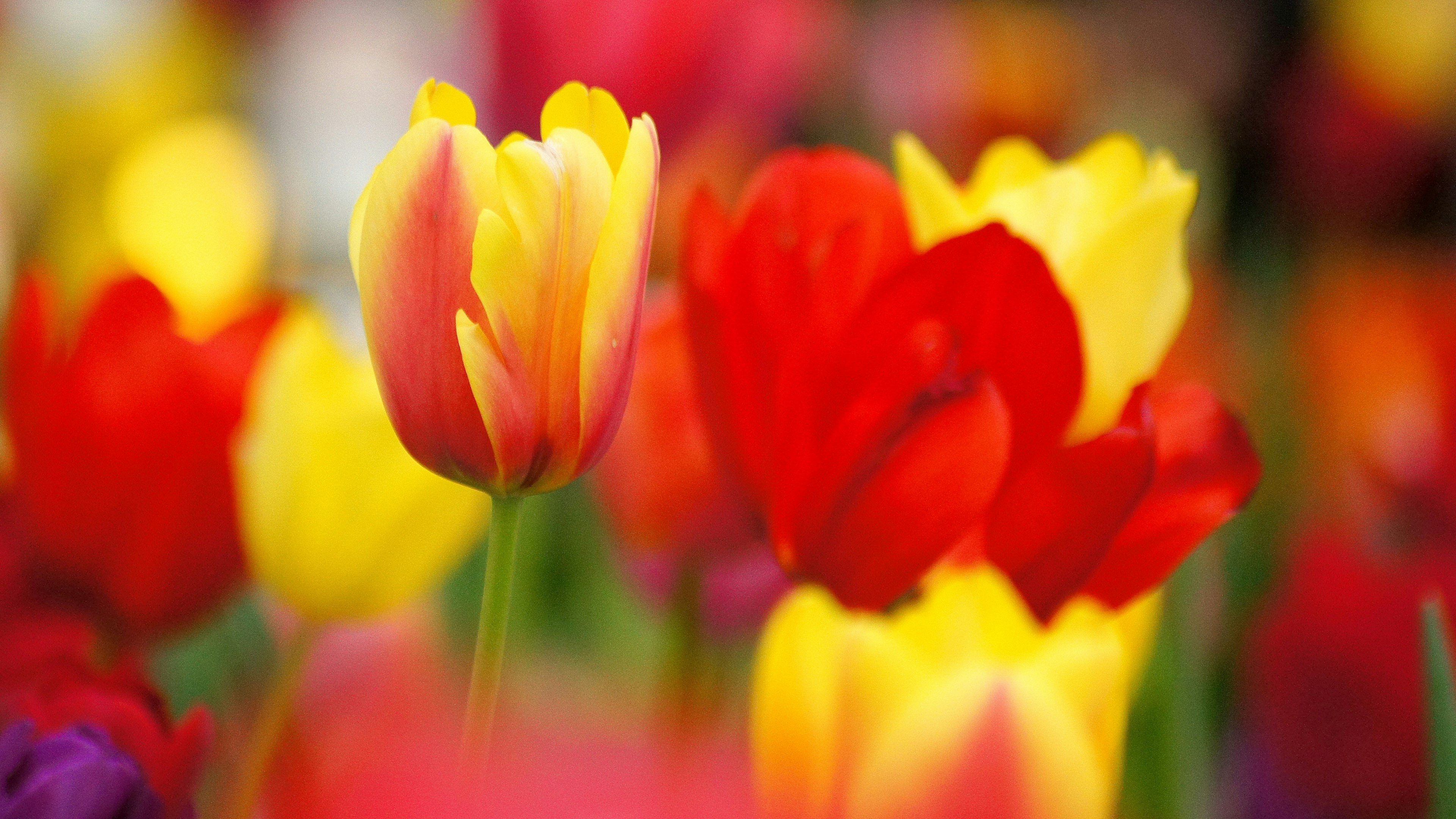 Kedekatan taman tulip yang cerah dengan bunga merah kuning dan merah muda