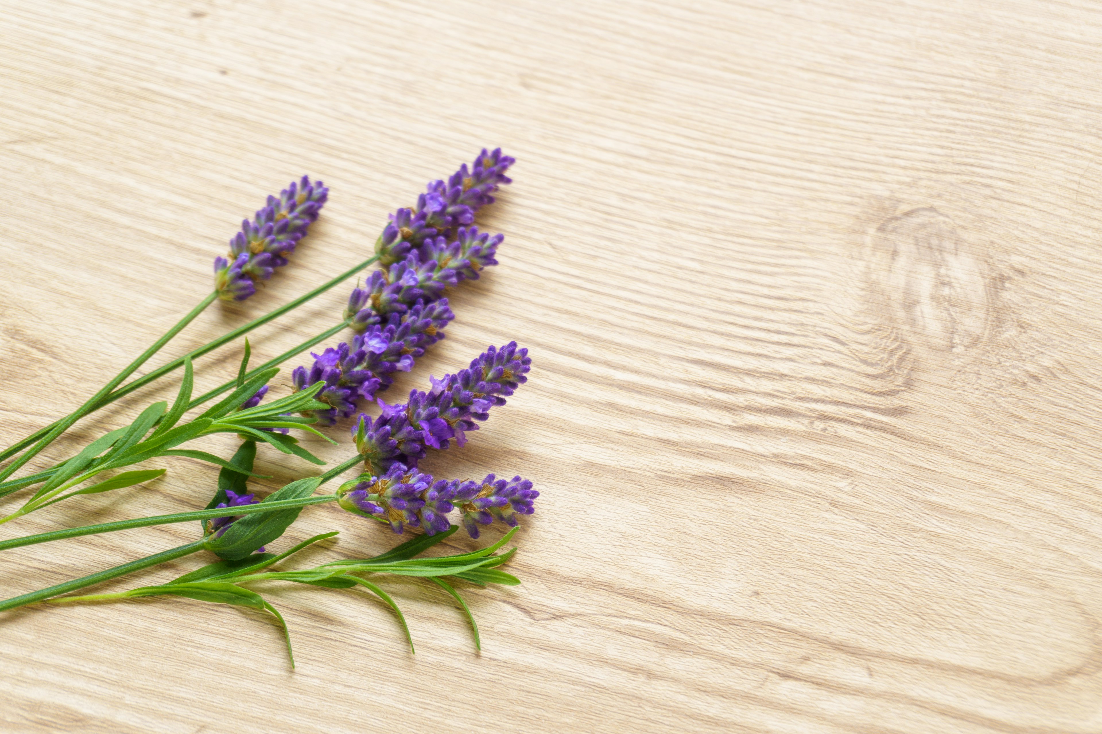 Sekuntum bunga lavender ungu diletakkan di atas meja kayu