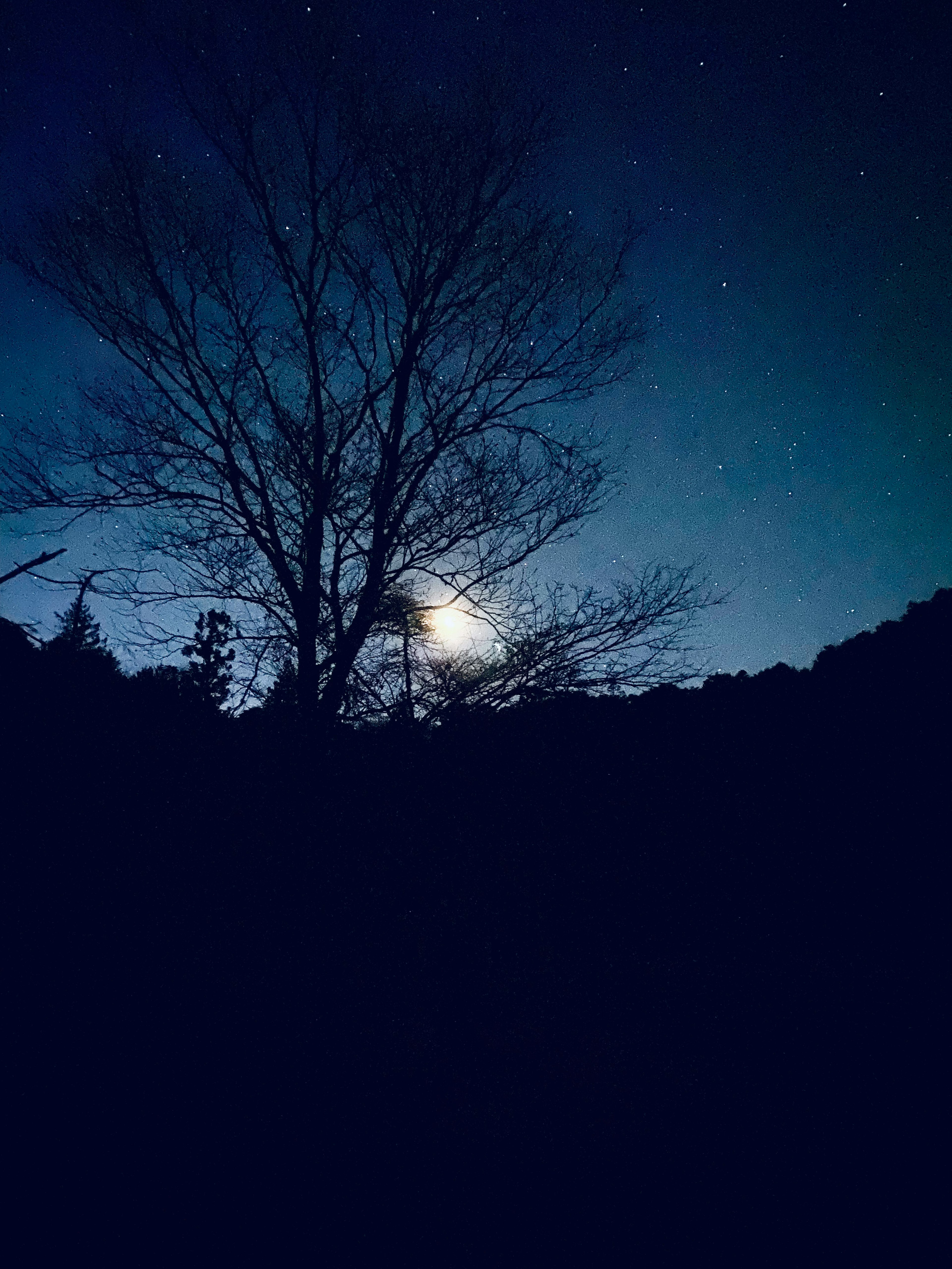 夜空に輝く星と月を背景にしたシルエットの木