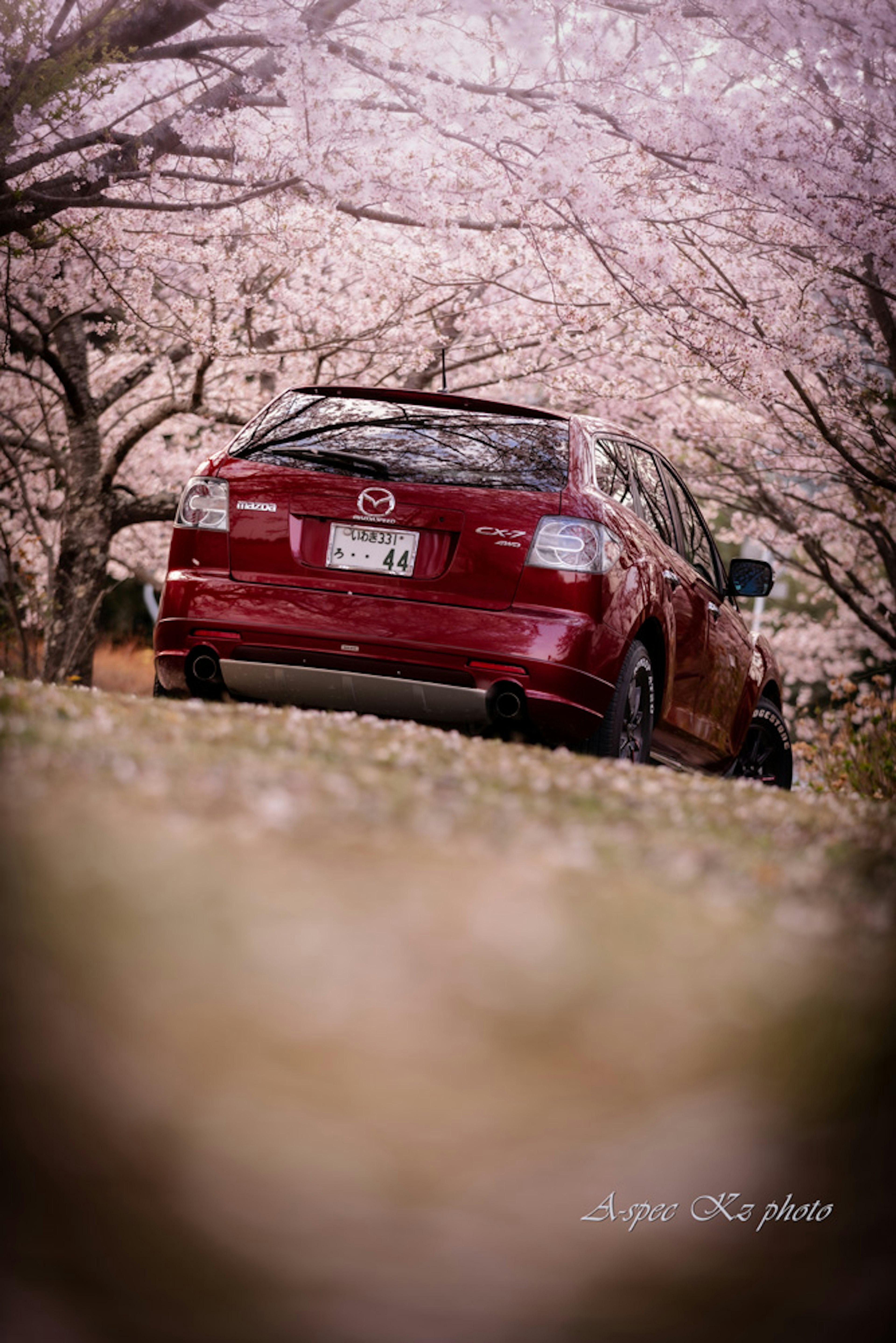 Auto rossa parcheggiata sotto alberi di ciliegio in fiore