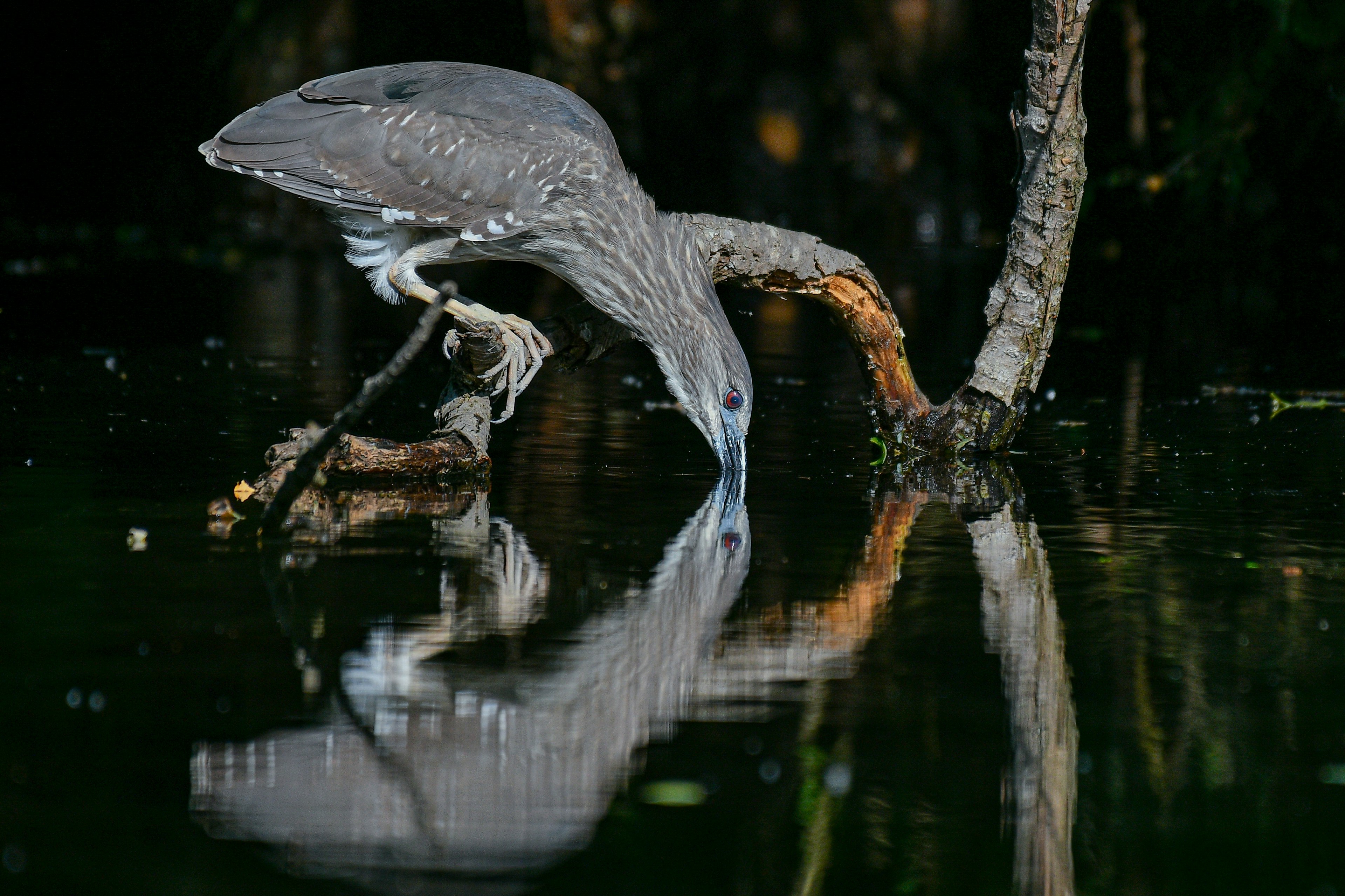 Uccello grigio che cerca cibo vicino all'acqua con riflesso sulla superficie