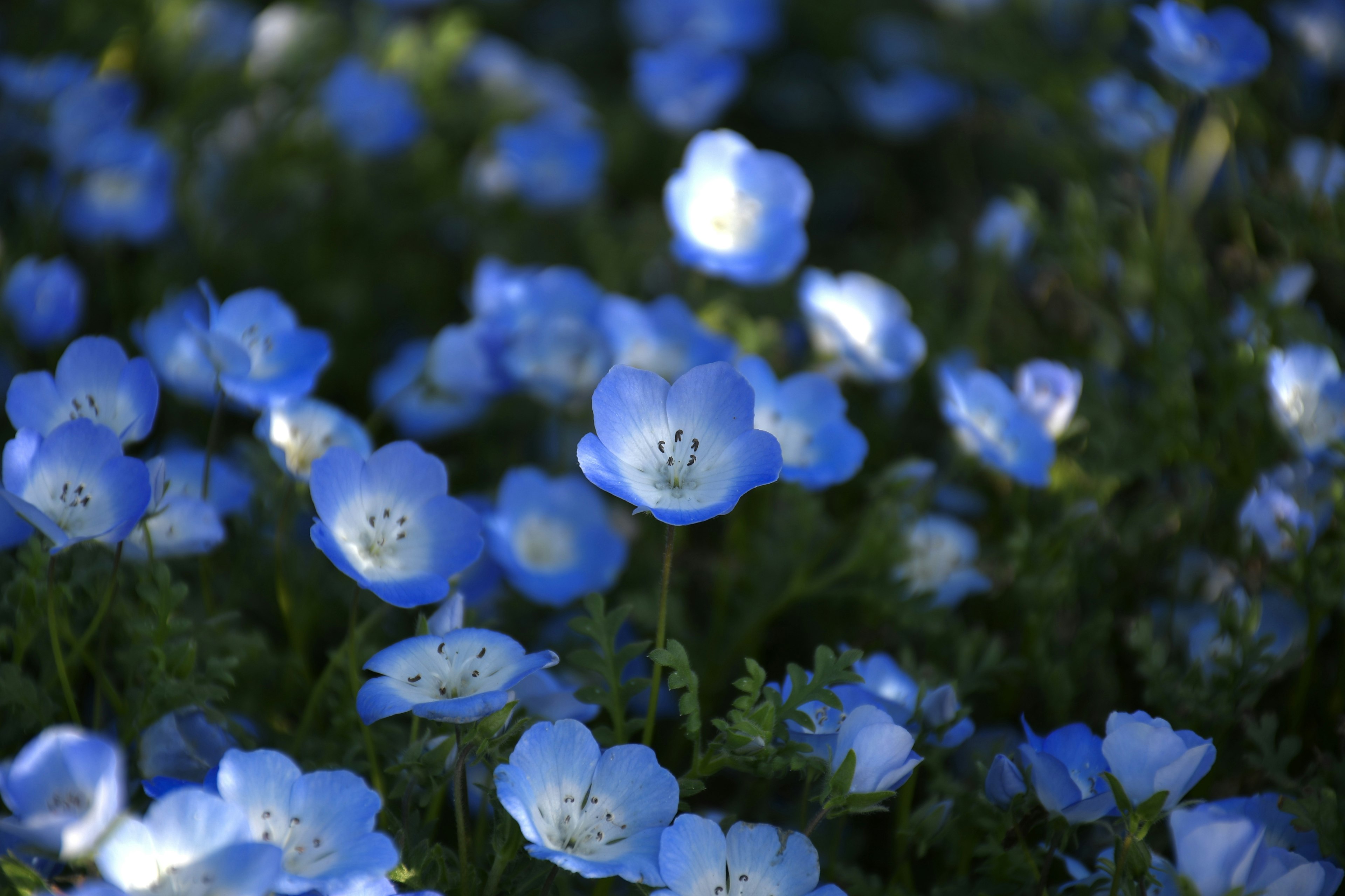 Un paysage magnifique avec des fleurs bleues en fleurs