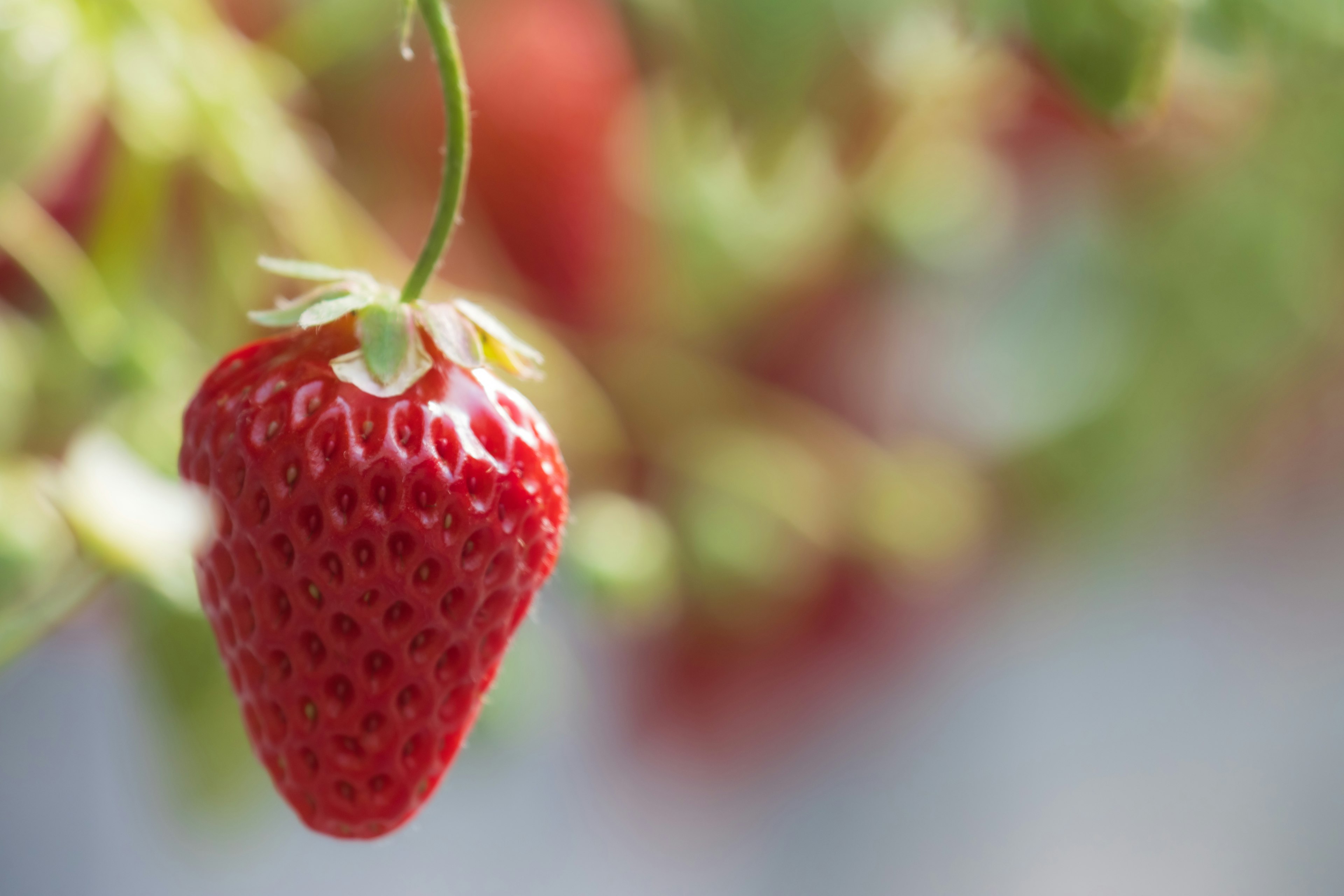 A vibrant red strawberry hanging among green leaves