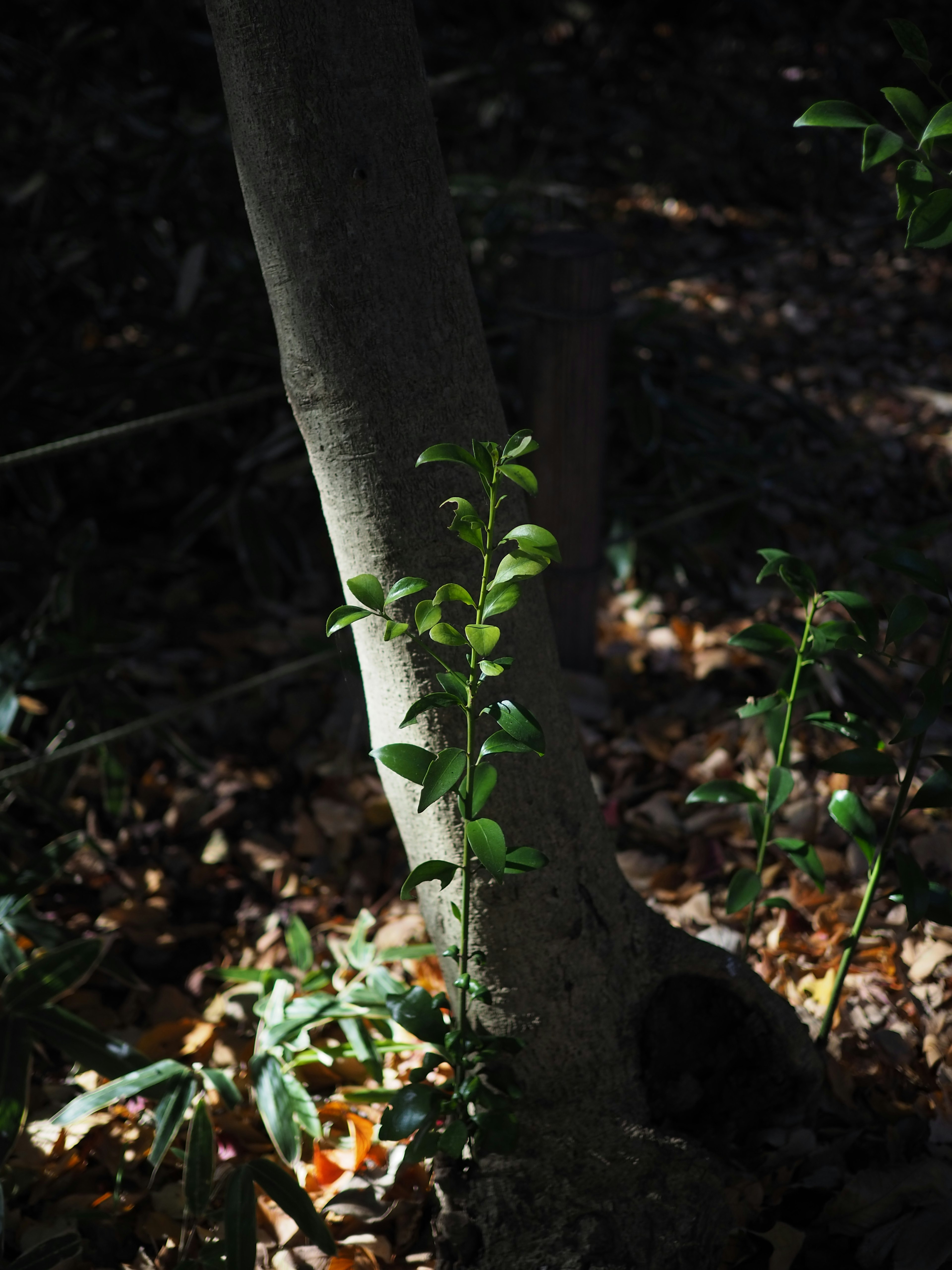 Small leaves and trunk illuminated by light in a dark forest