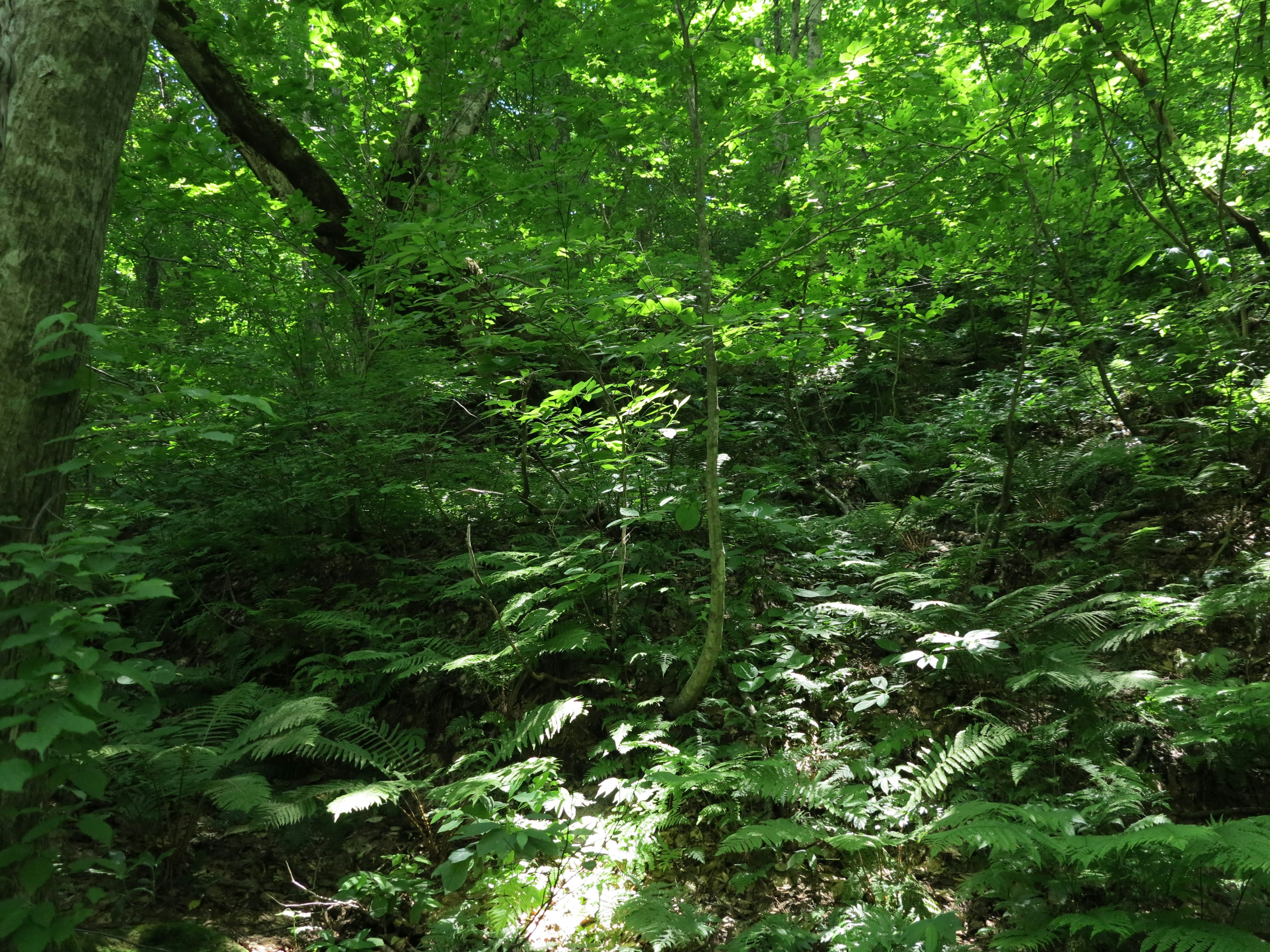 Escena de bosque verde exuberante con árboles y helechos densos