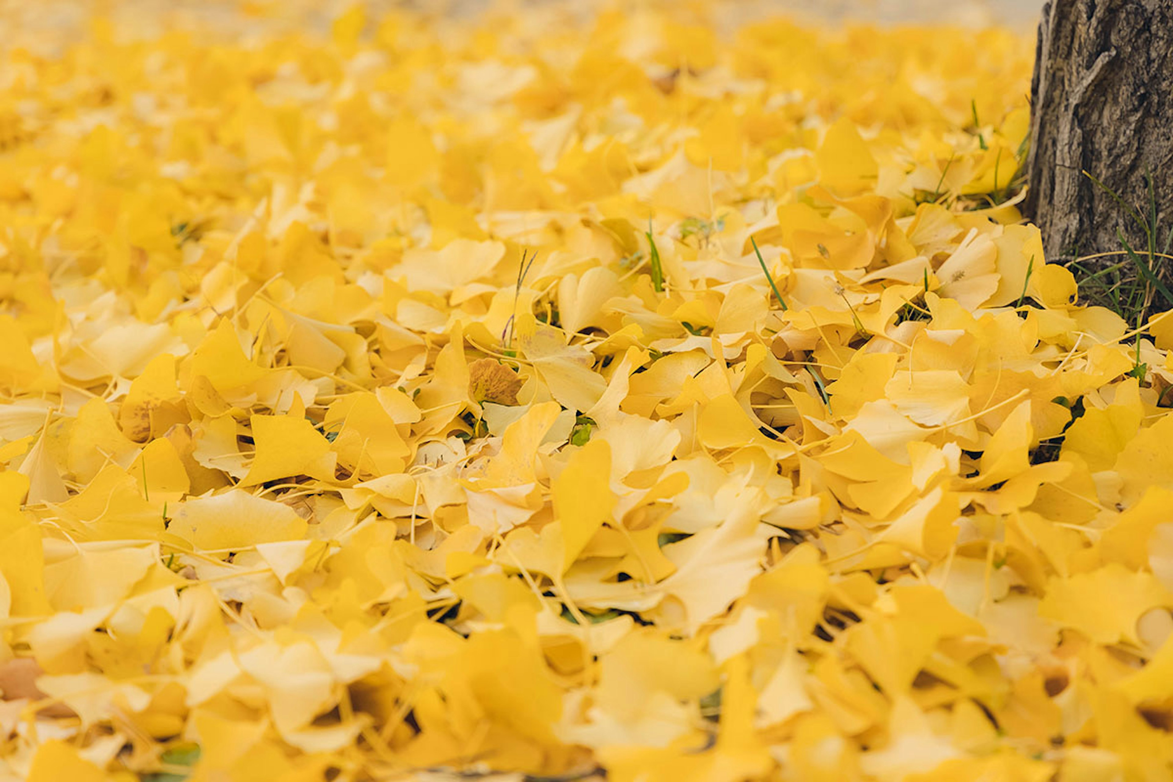 Un suelo cubierto de hojas de ginkgo amarillas en otoño