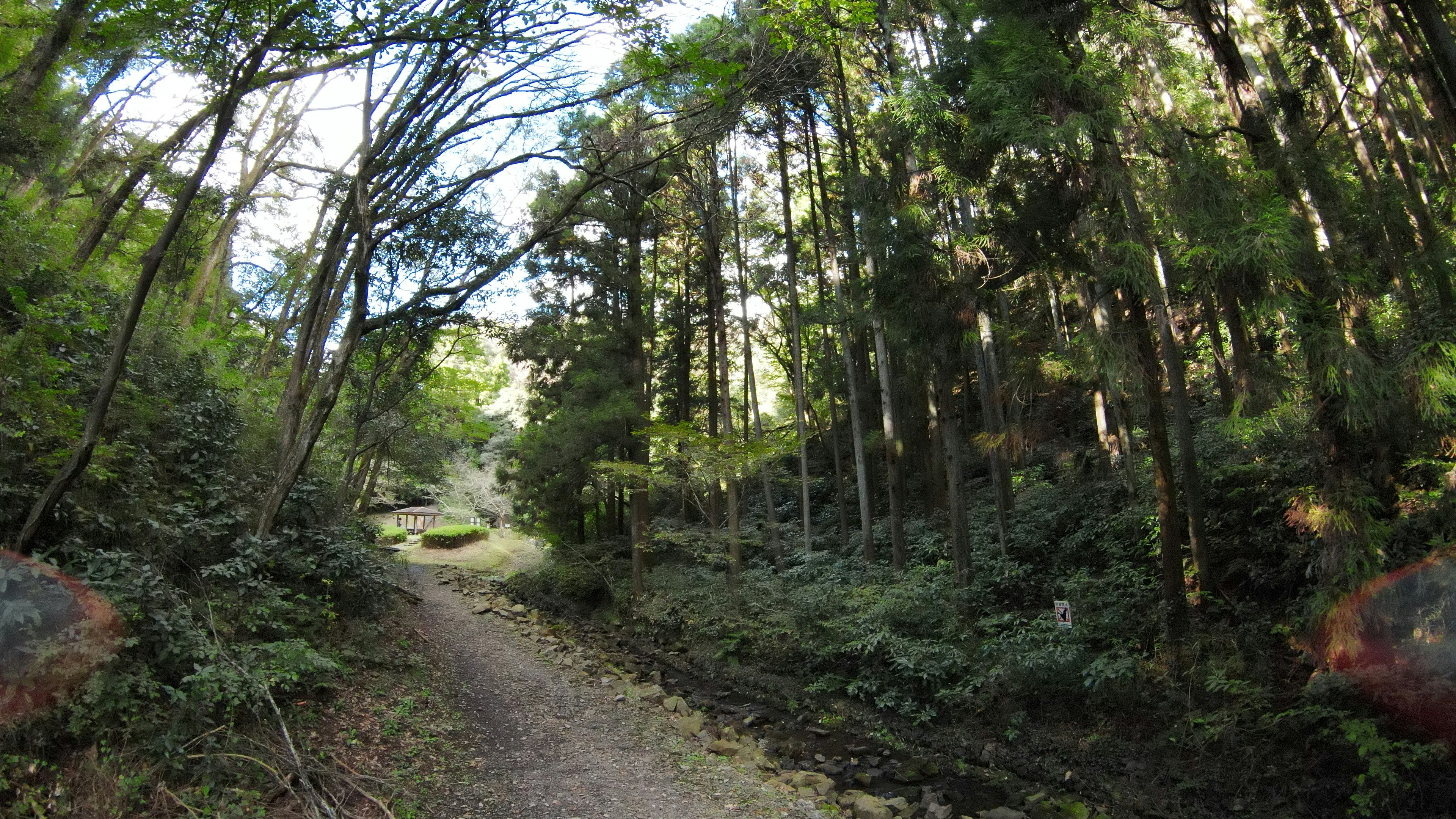 Lush forest path surrounded by tall trees and greenery