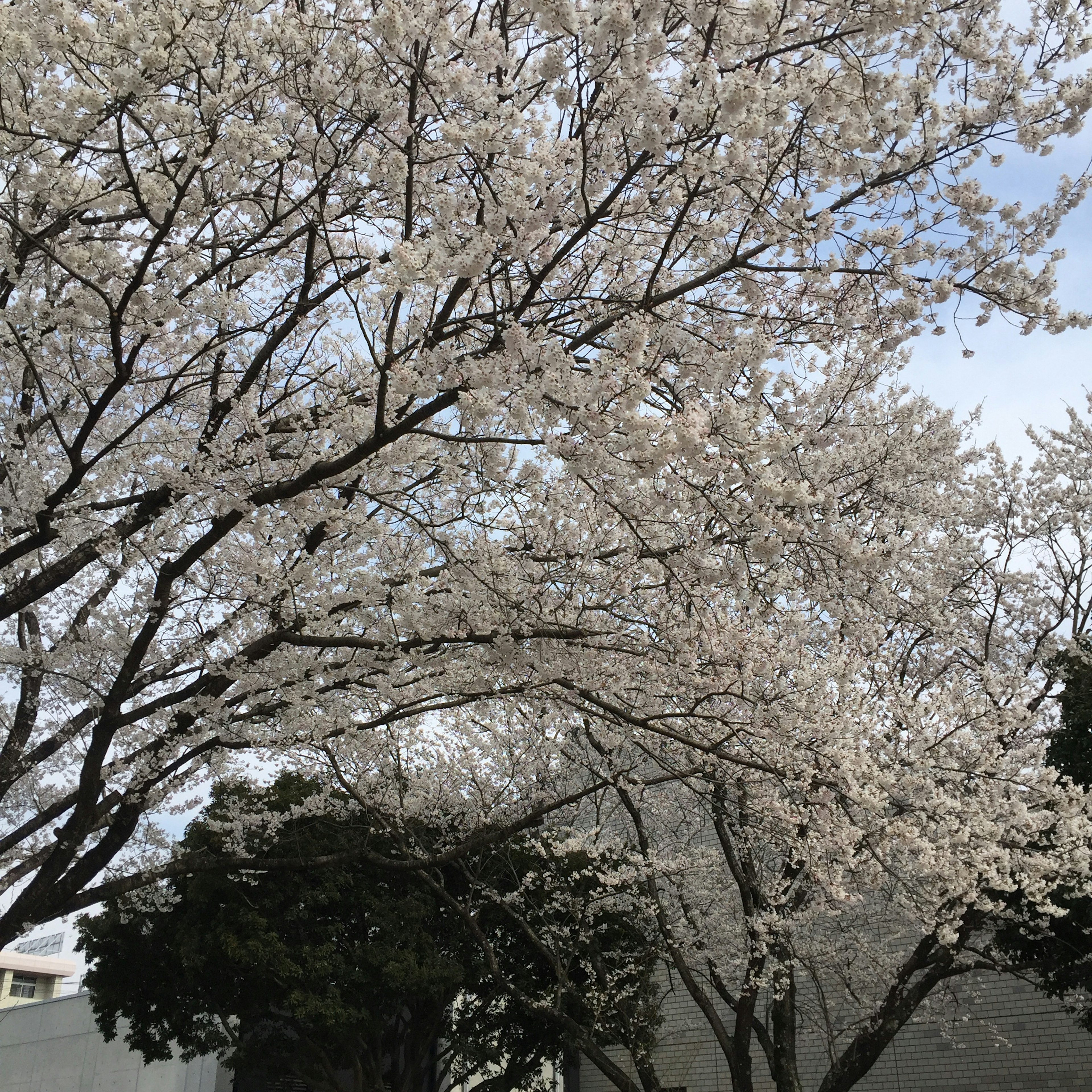 Landscape of cherry blossom trees in full bloom