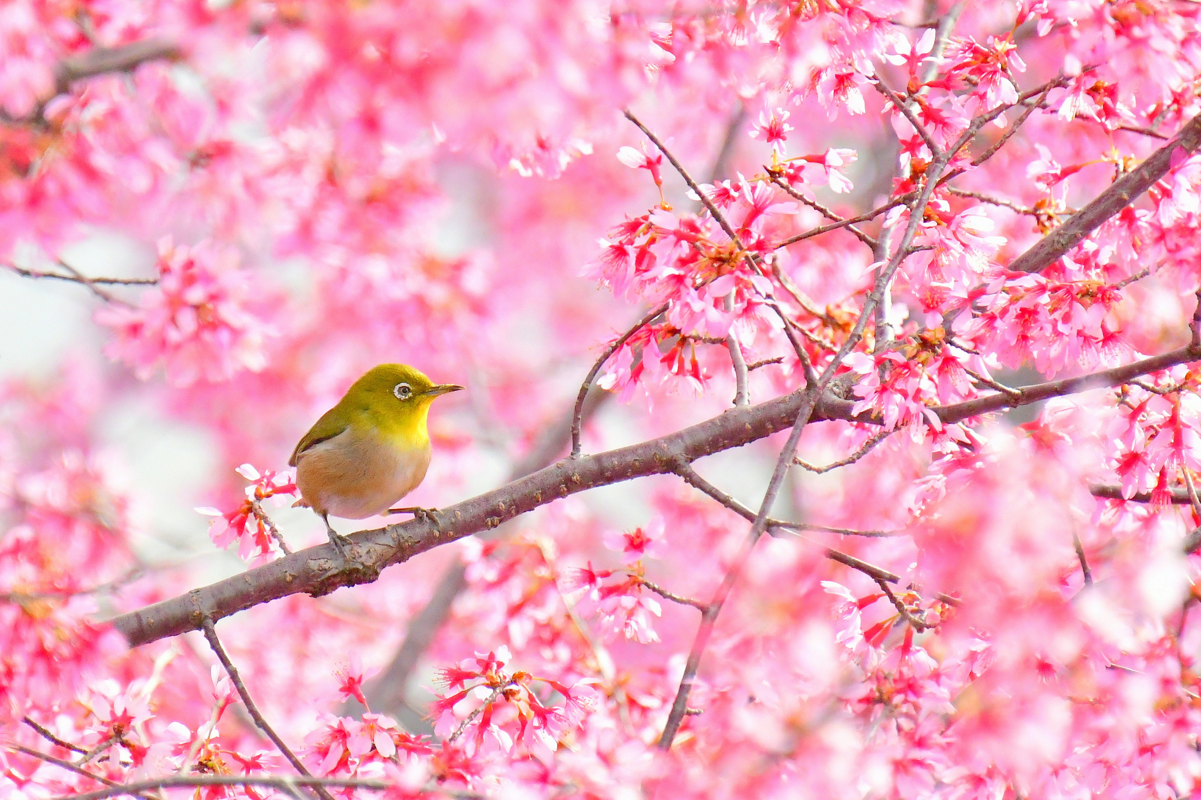 Ein kleiner Vogel auf einem Ast zwischen rosa Kirschblüten