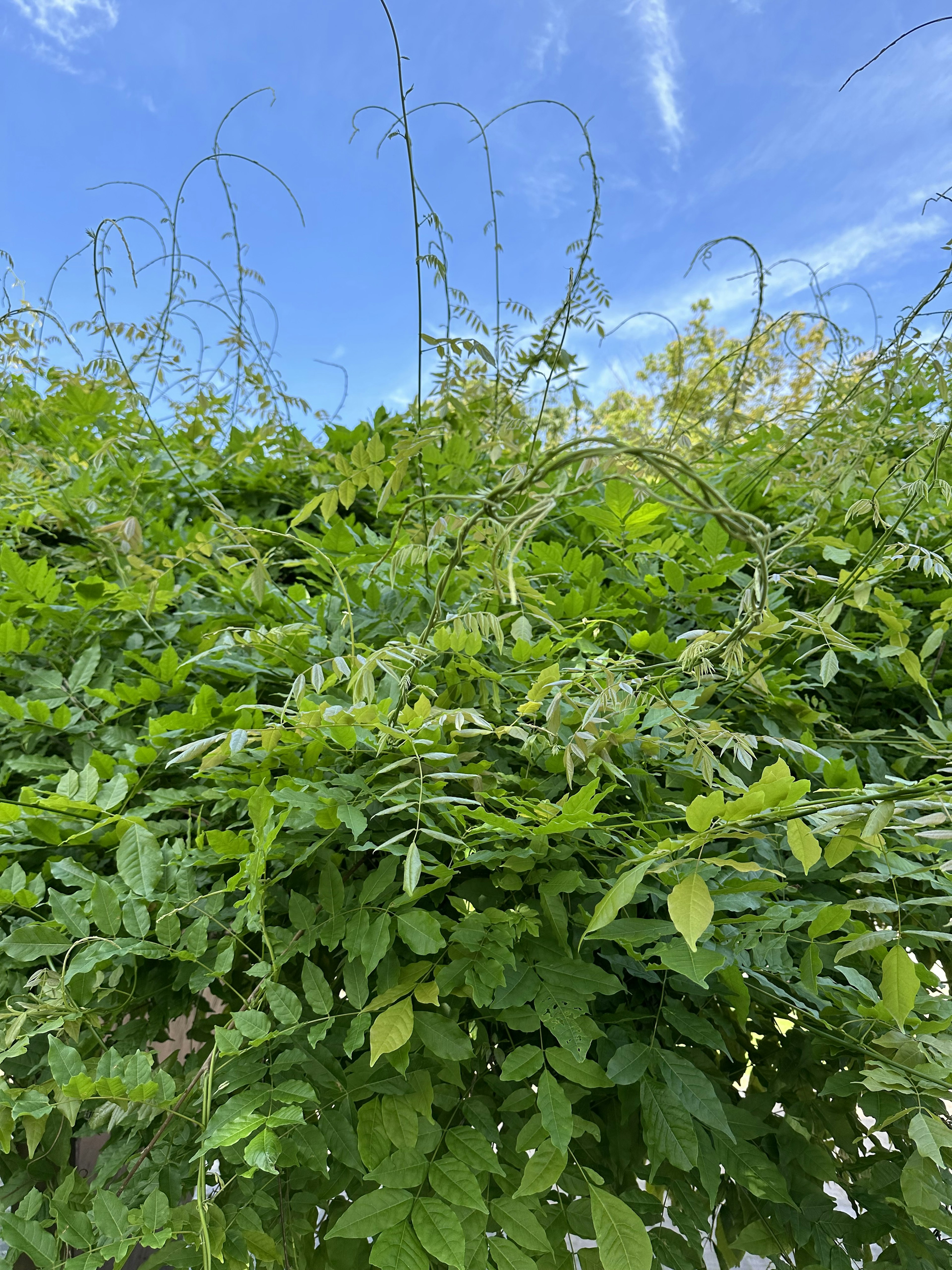 青空の下で豊かに成長する緑の葉とつるの植物のクローズアップ