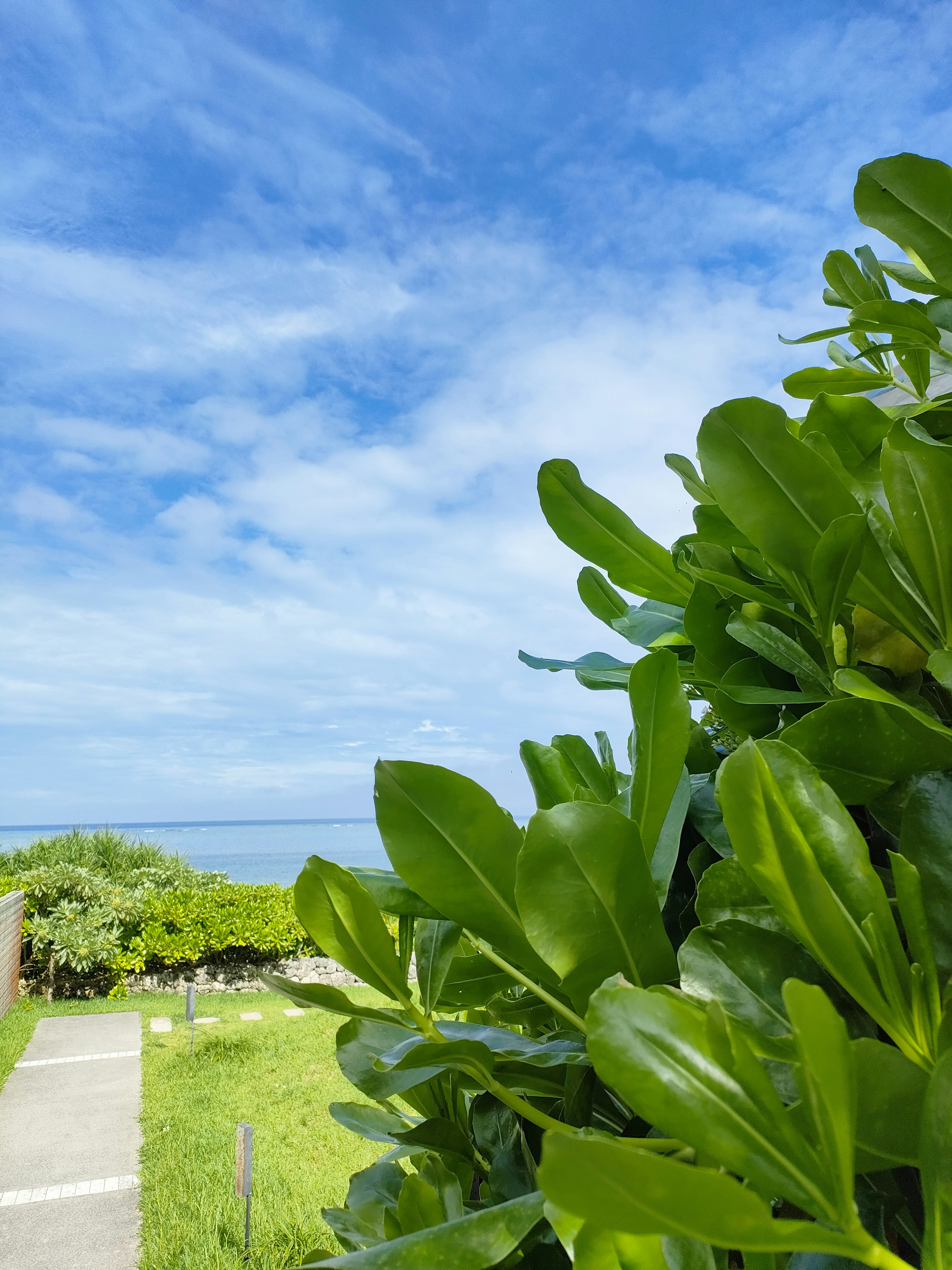 Scenic view featuring blue sky and lush green leaves