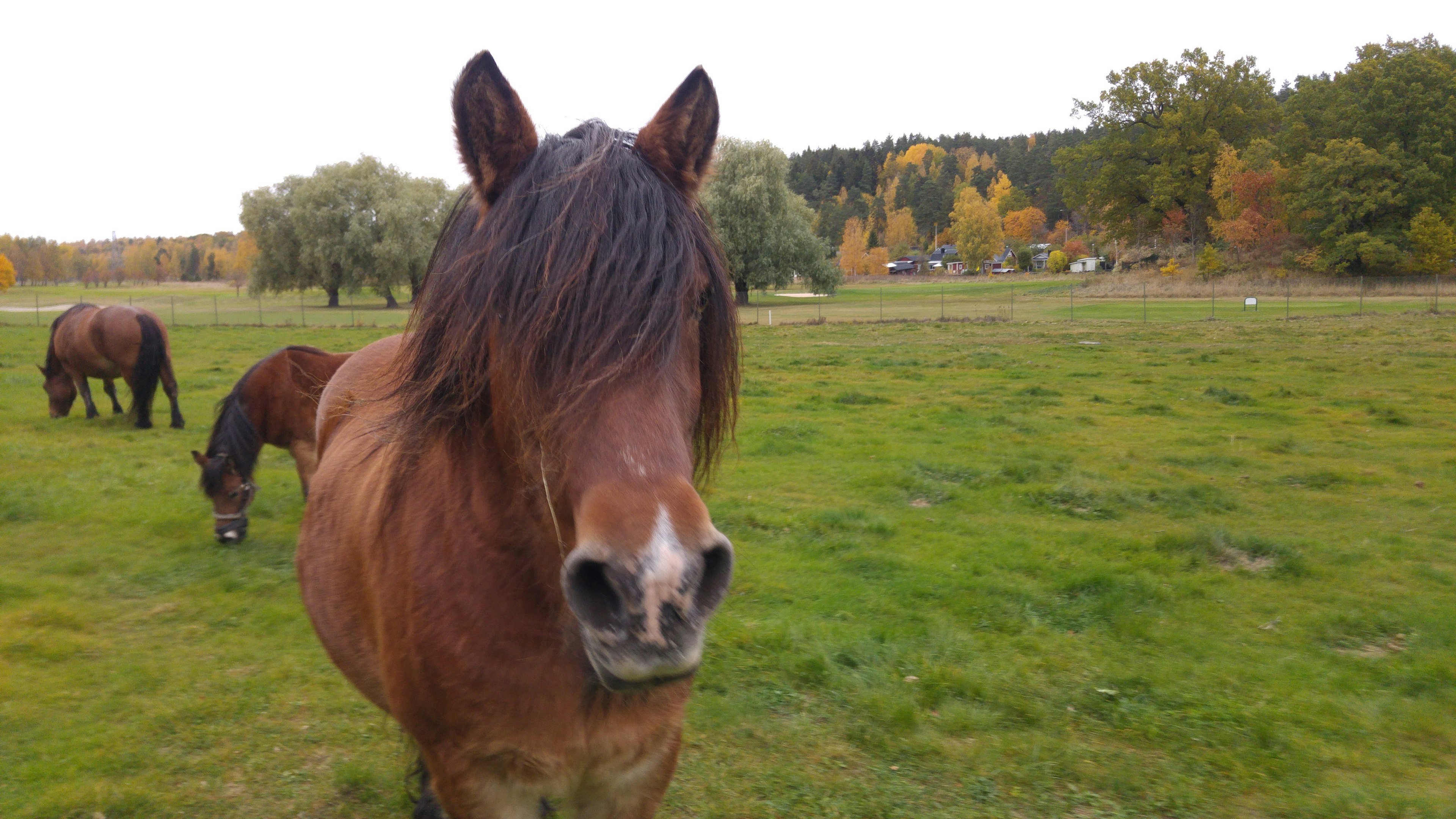 Close-up of a horse in a pasture with other horses grazing in the background