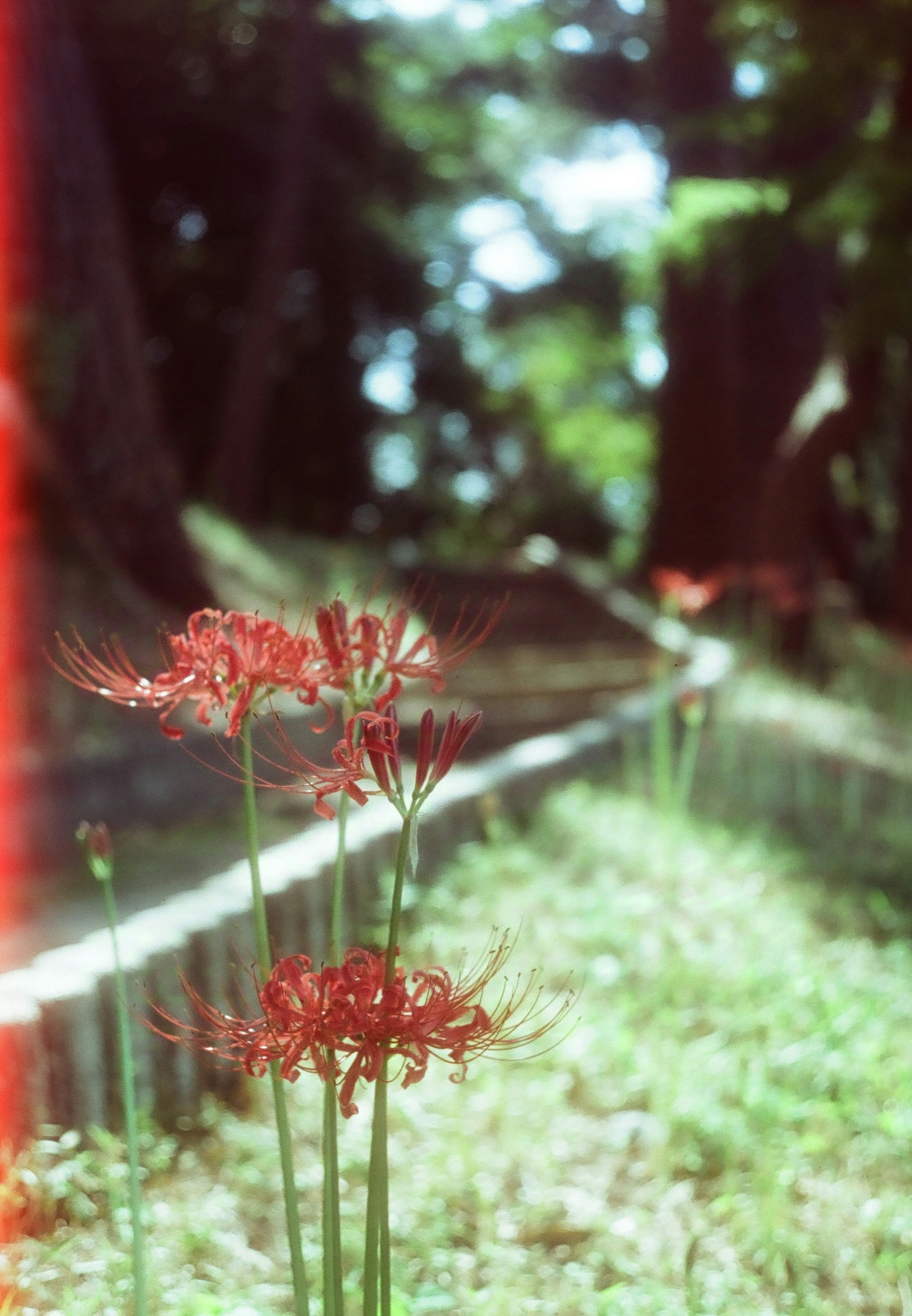 綠色草地上的紅色彼岸花