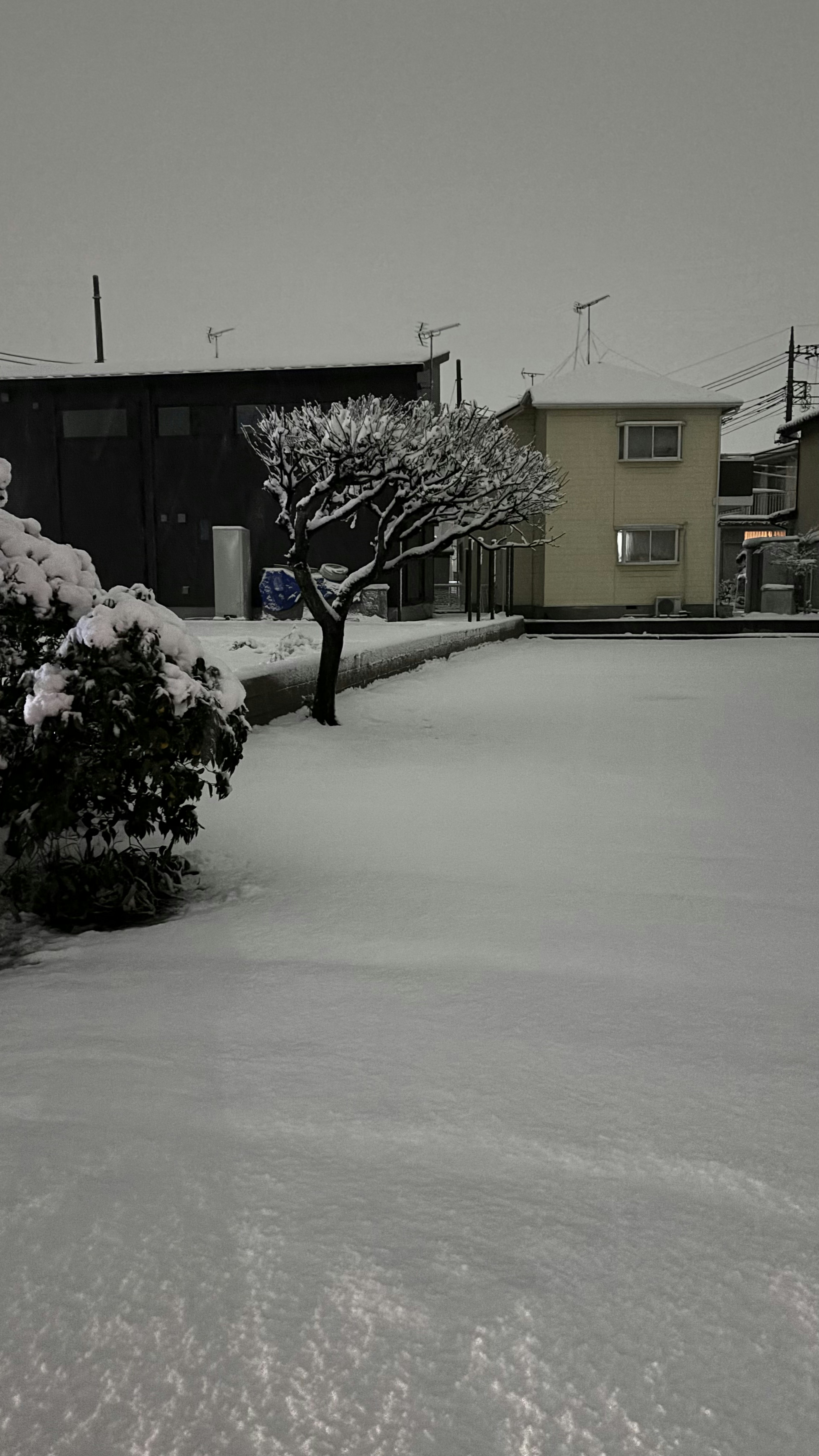 雪に覆われた庭の風景と木