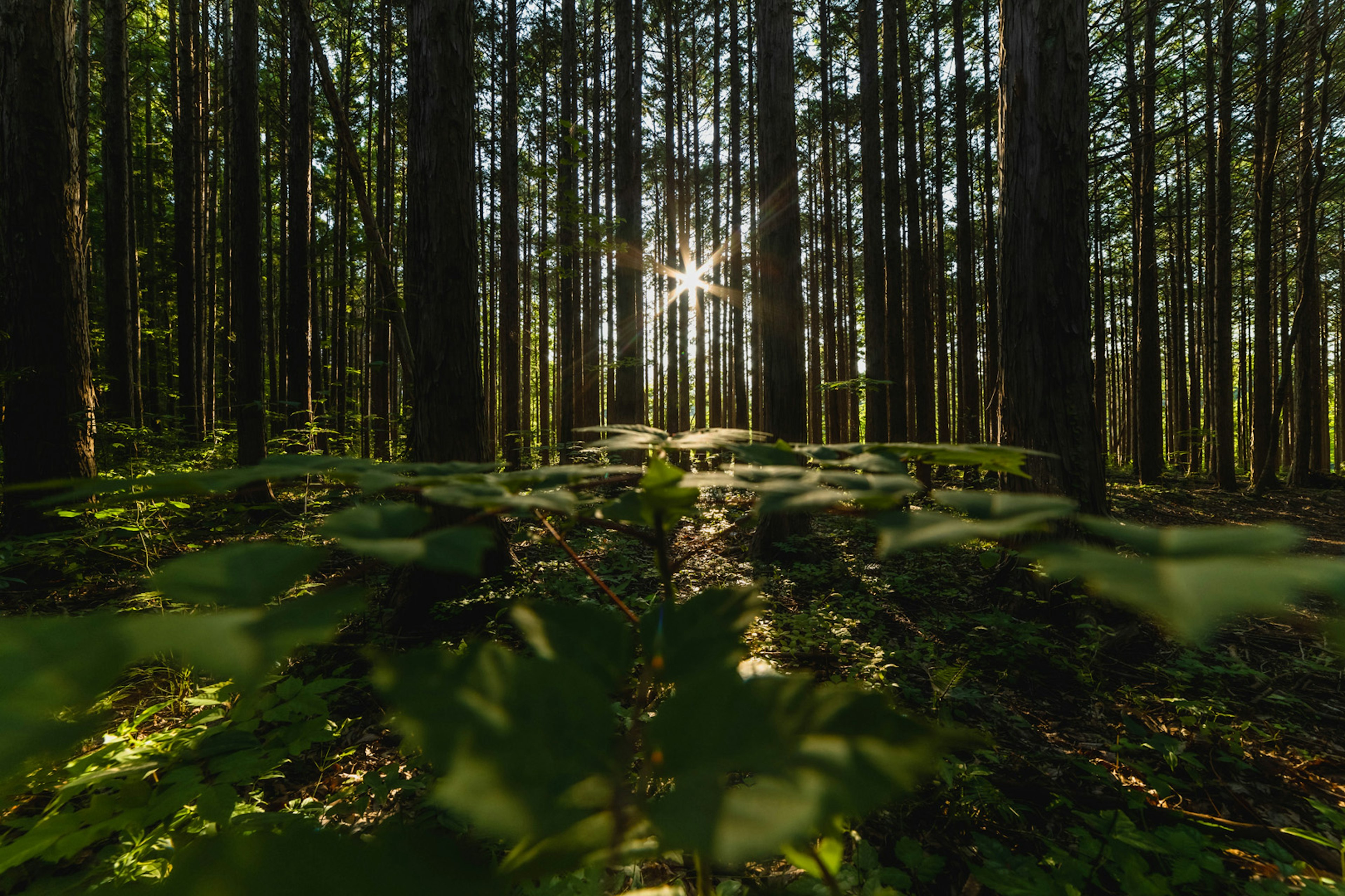 Sunlight filtering through trees in a forest with green leaves