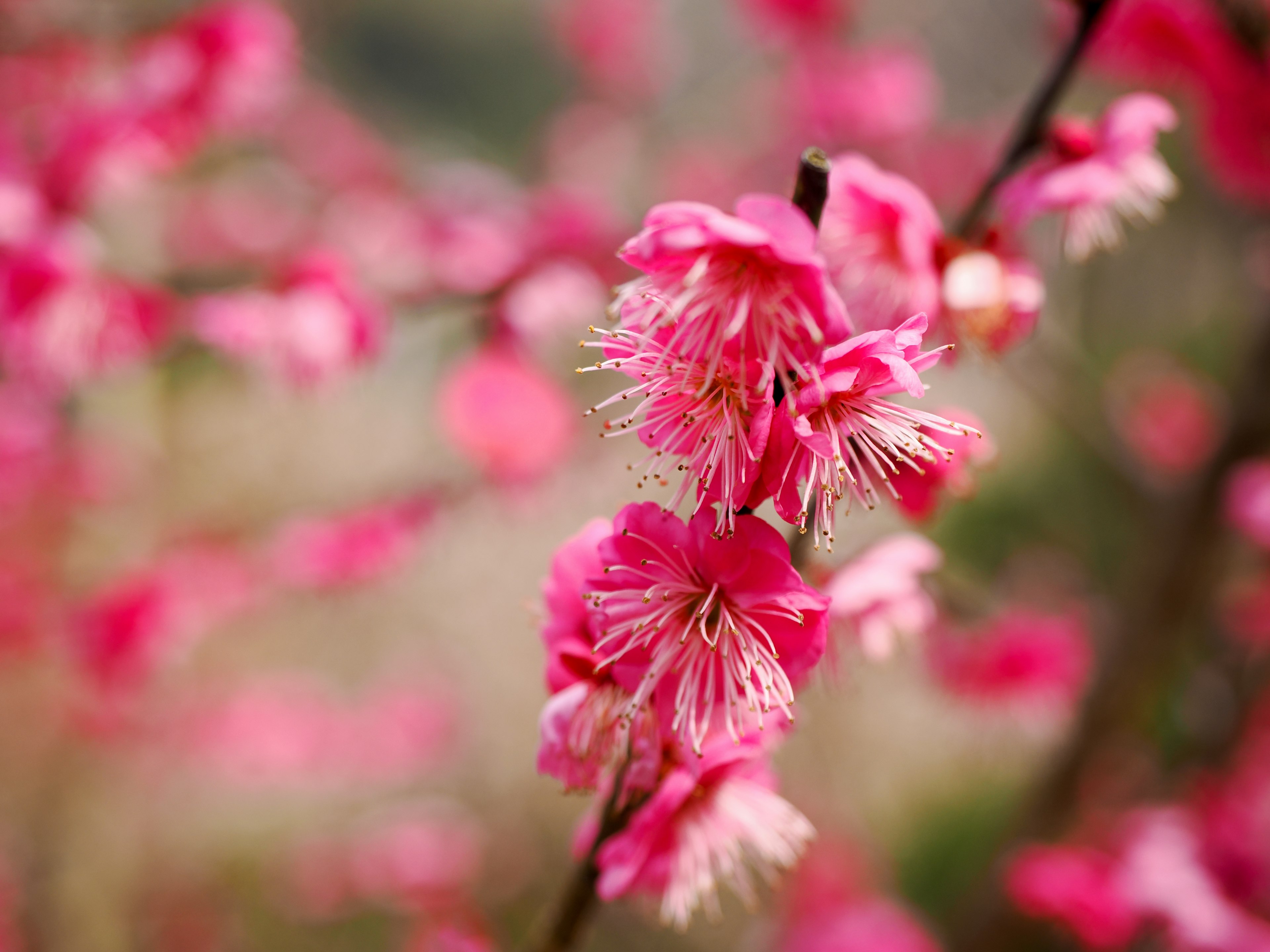 Gros plan sur des fleurs roses vives sur une branche