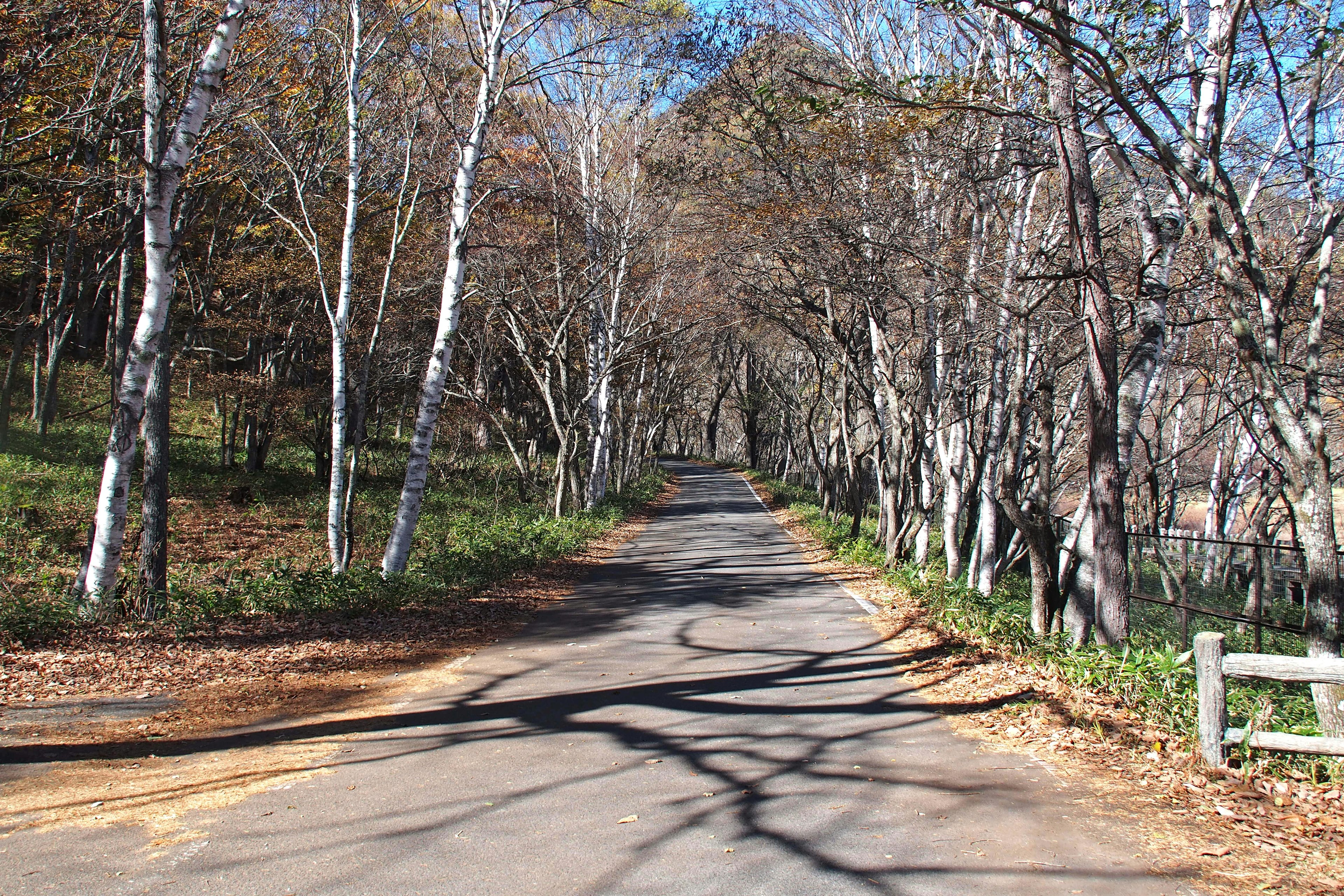 Quiet road surrounded by autumn trees