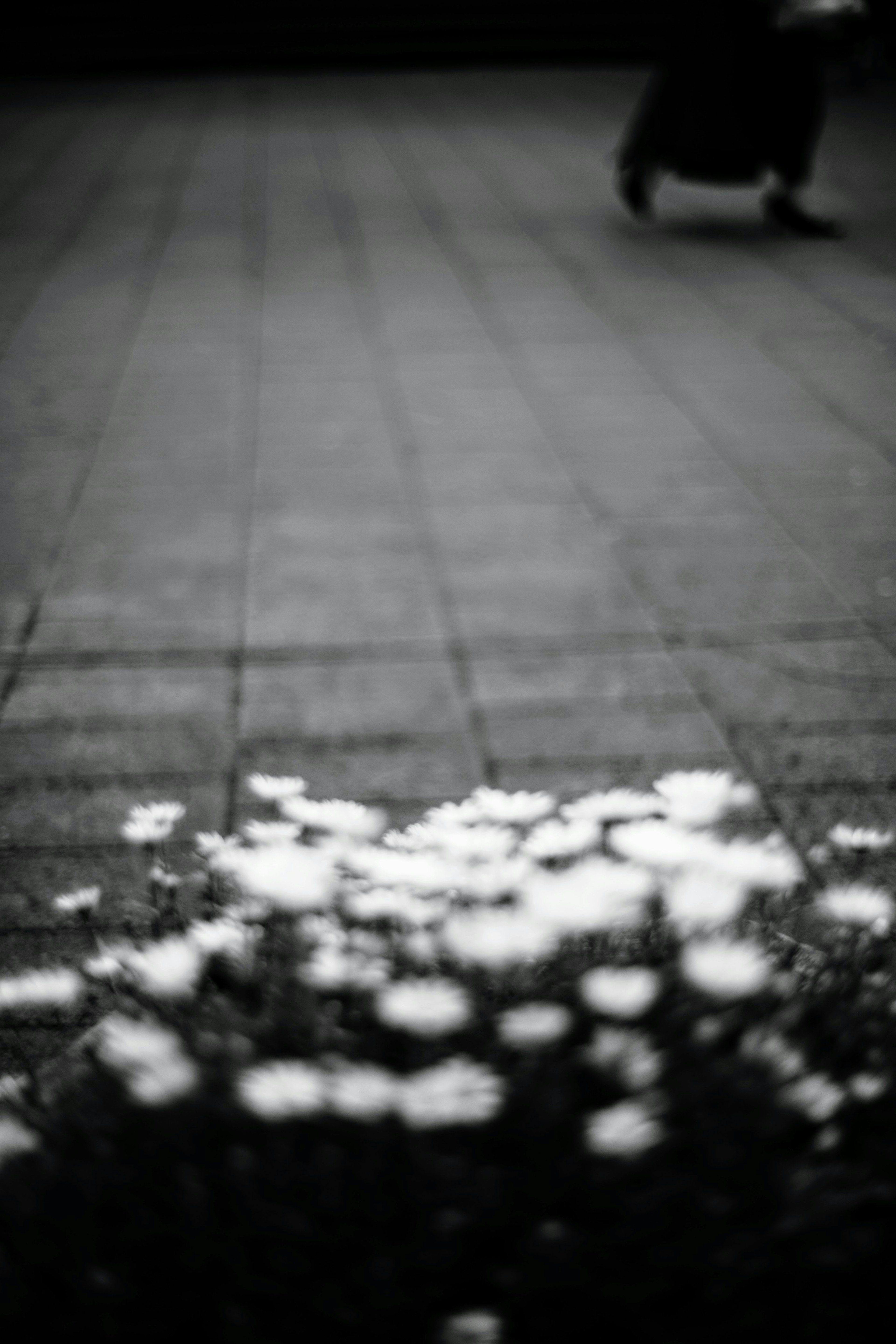 Imagen con flores en plena floración en contraste blanco y negro