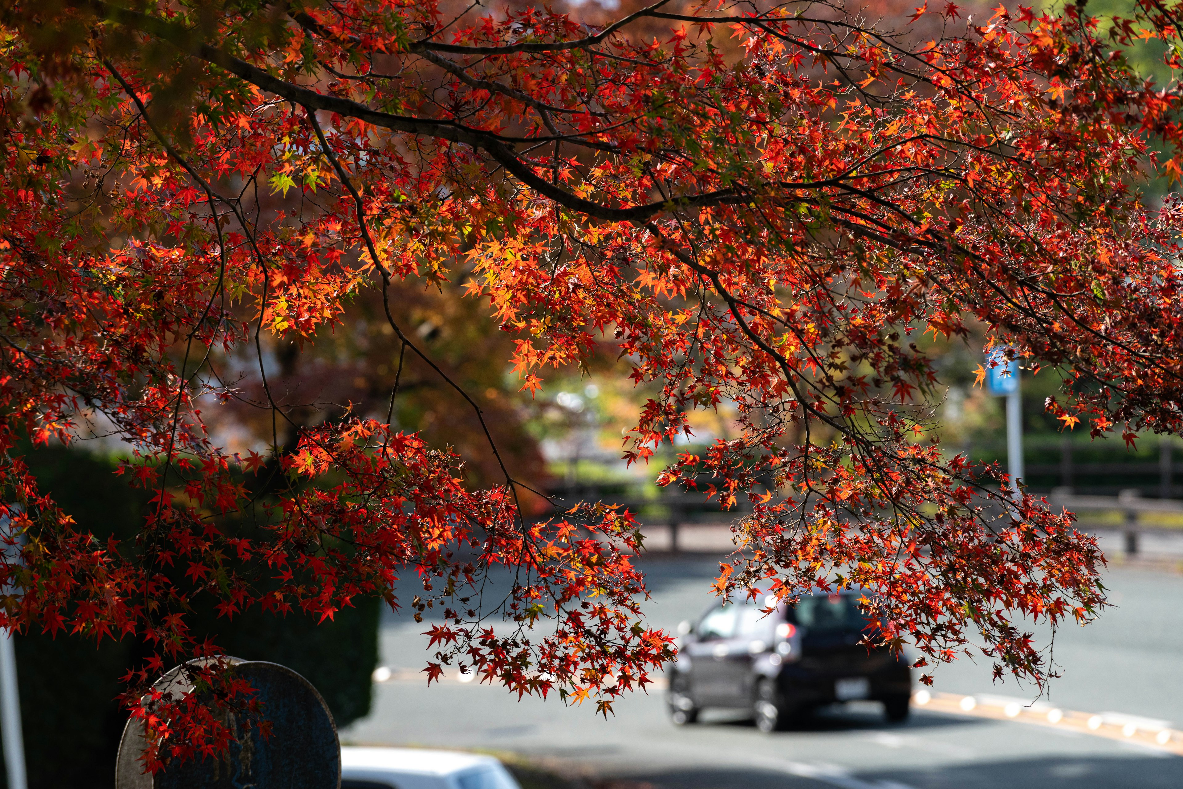 Hojas de otoño vibrantes con un coche pasando por una carretera