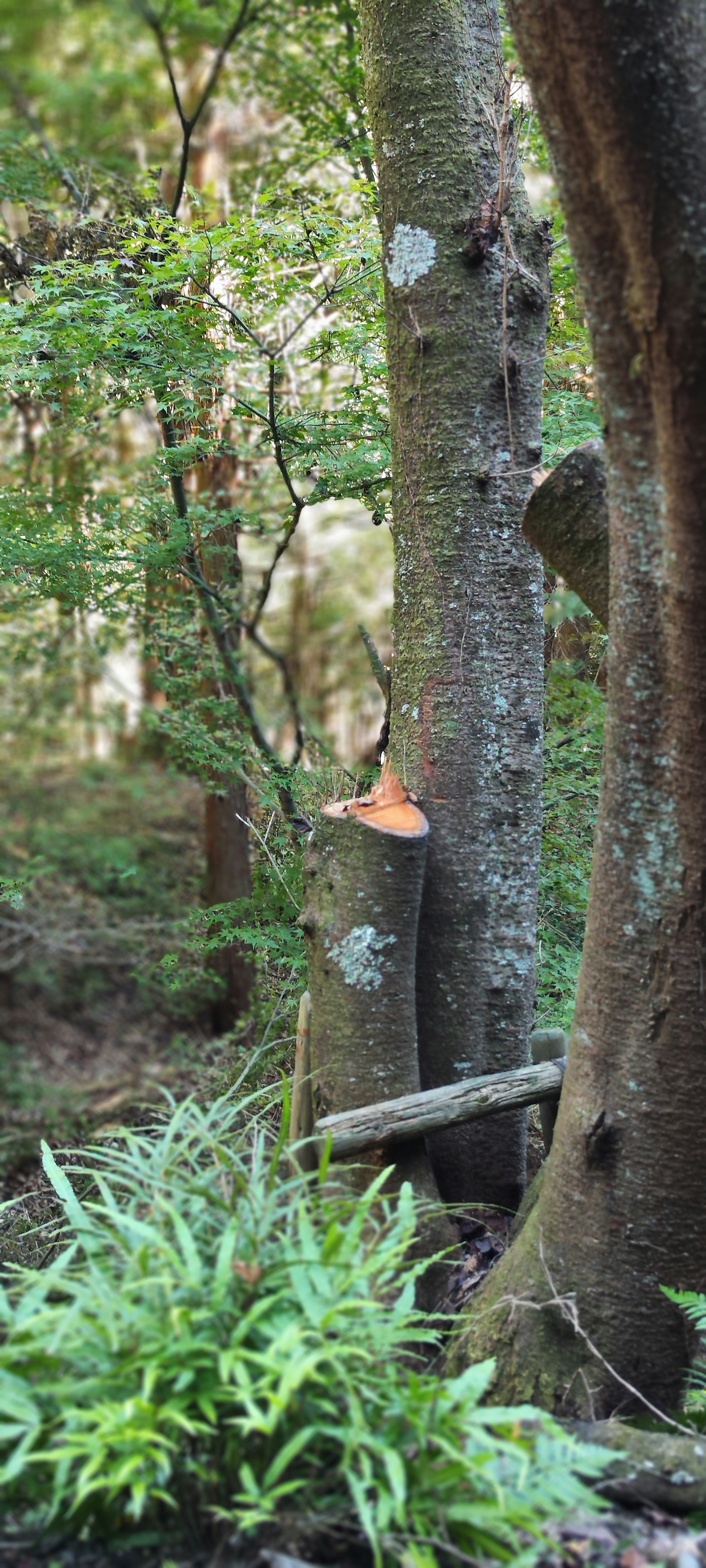 Scène de forêt luxuriante avec une souche d'arbre et un feuillage environnant