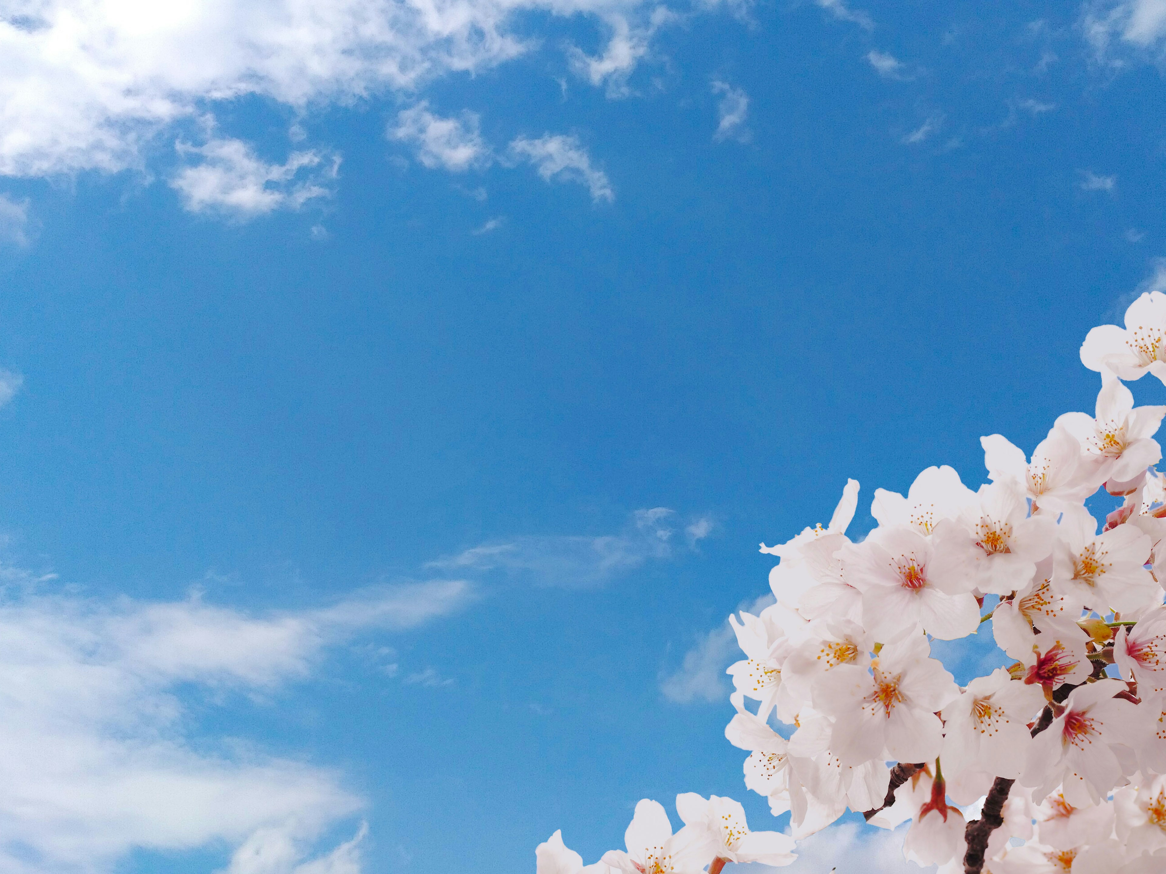 Bunga sakura mekar di bawah langit biru yang cerah