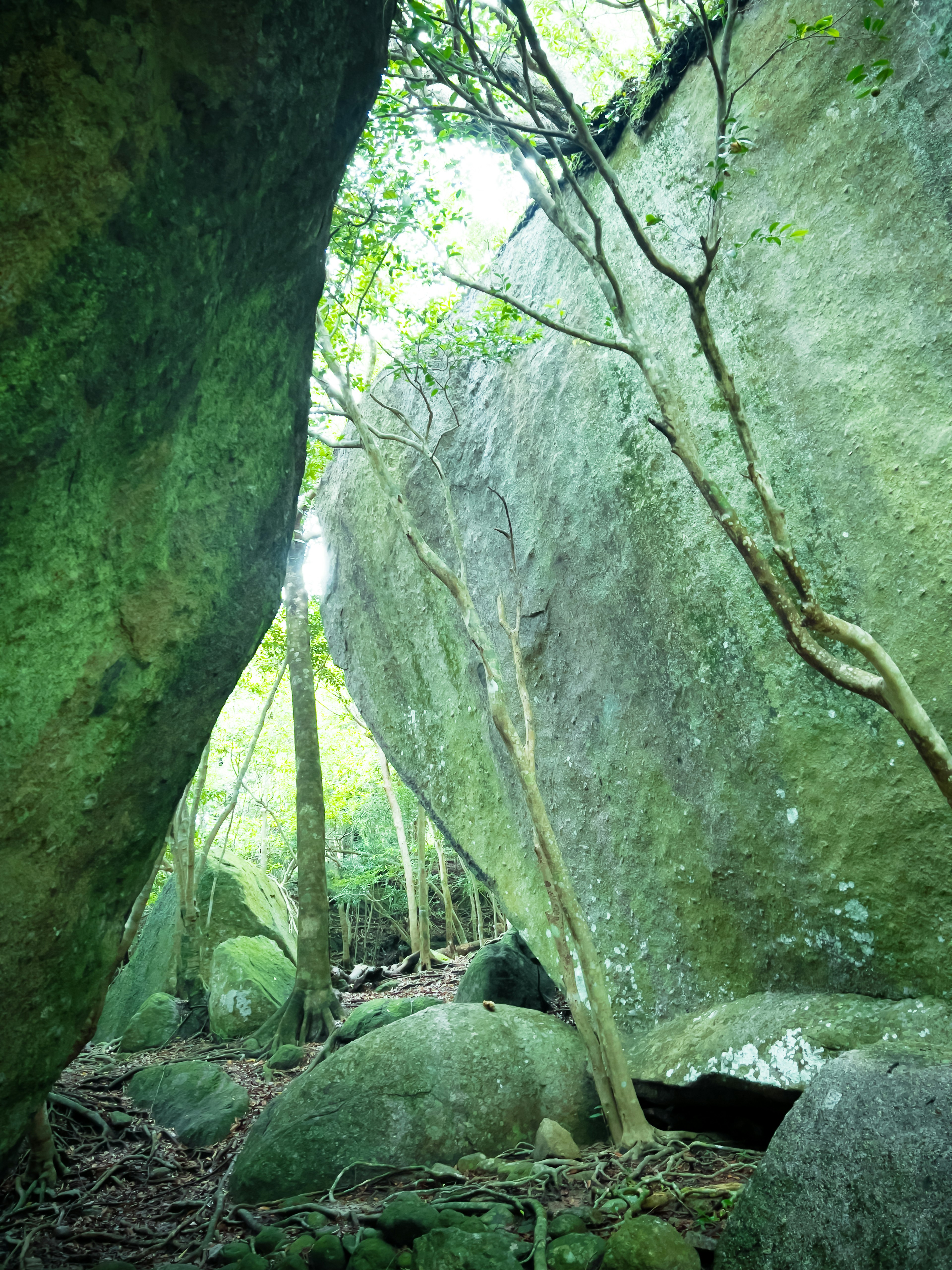 Image d'arbres poussant entre des rochers verts créant un tunnel naturel