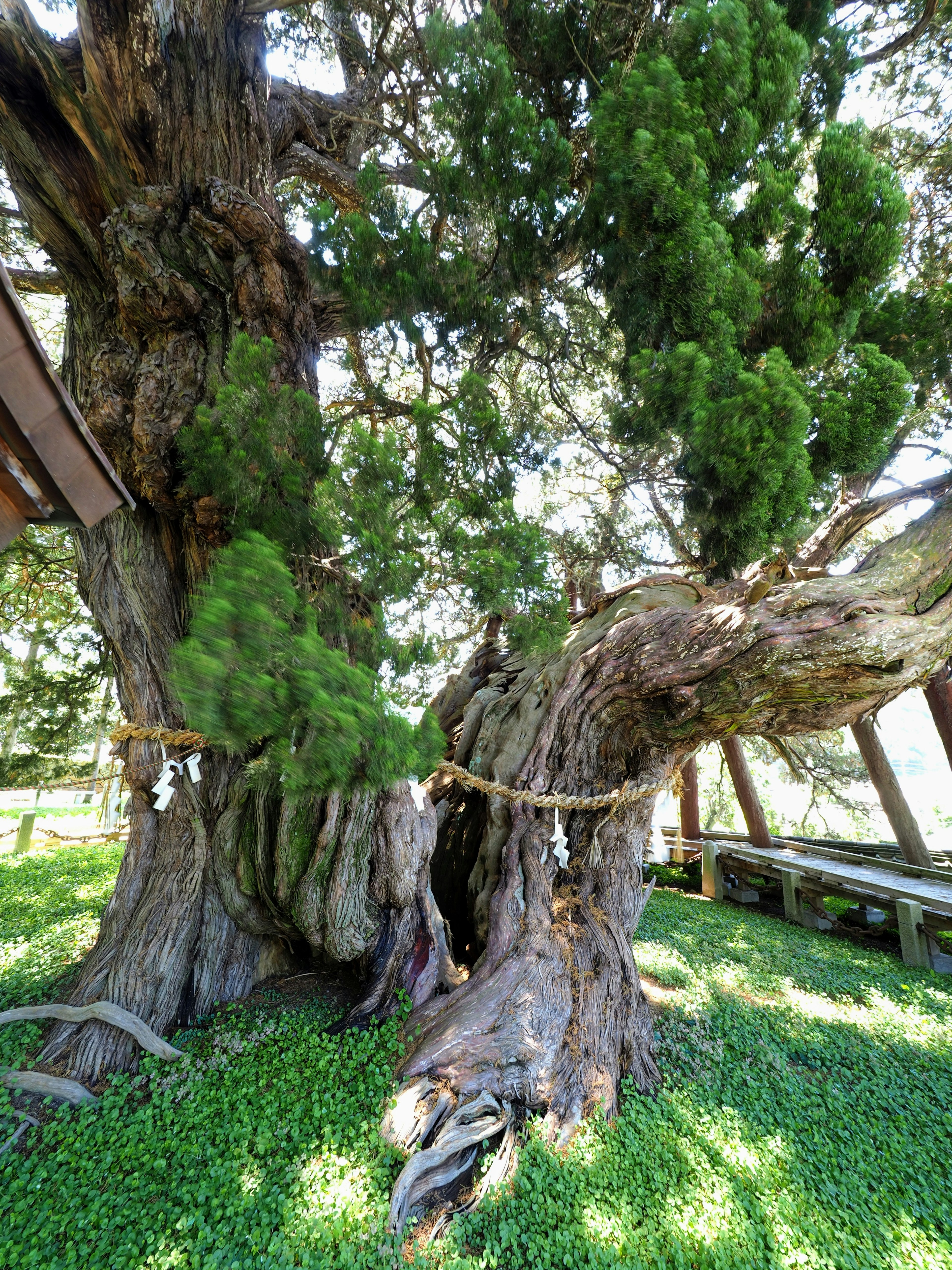 Albero grande e antico con erba verde lussureggiante intorno