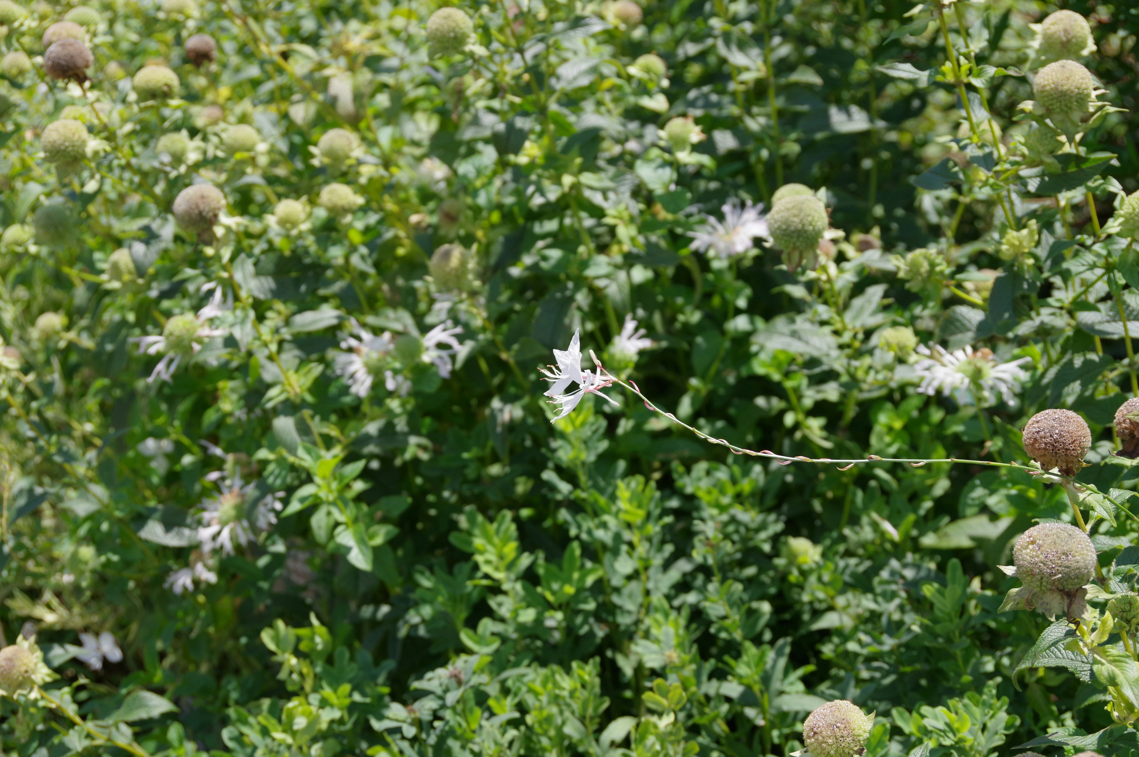 Un paesaggio con fiori bianchi tra un fogliame verde lussureggiante