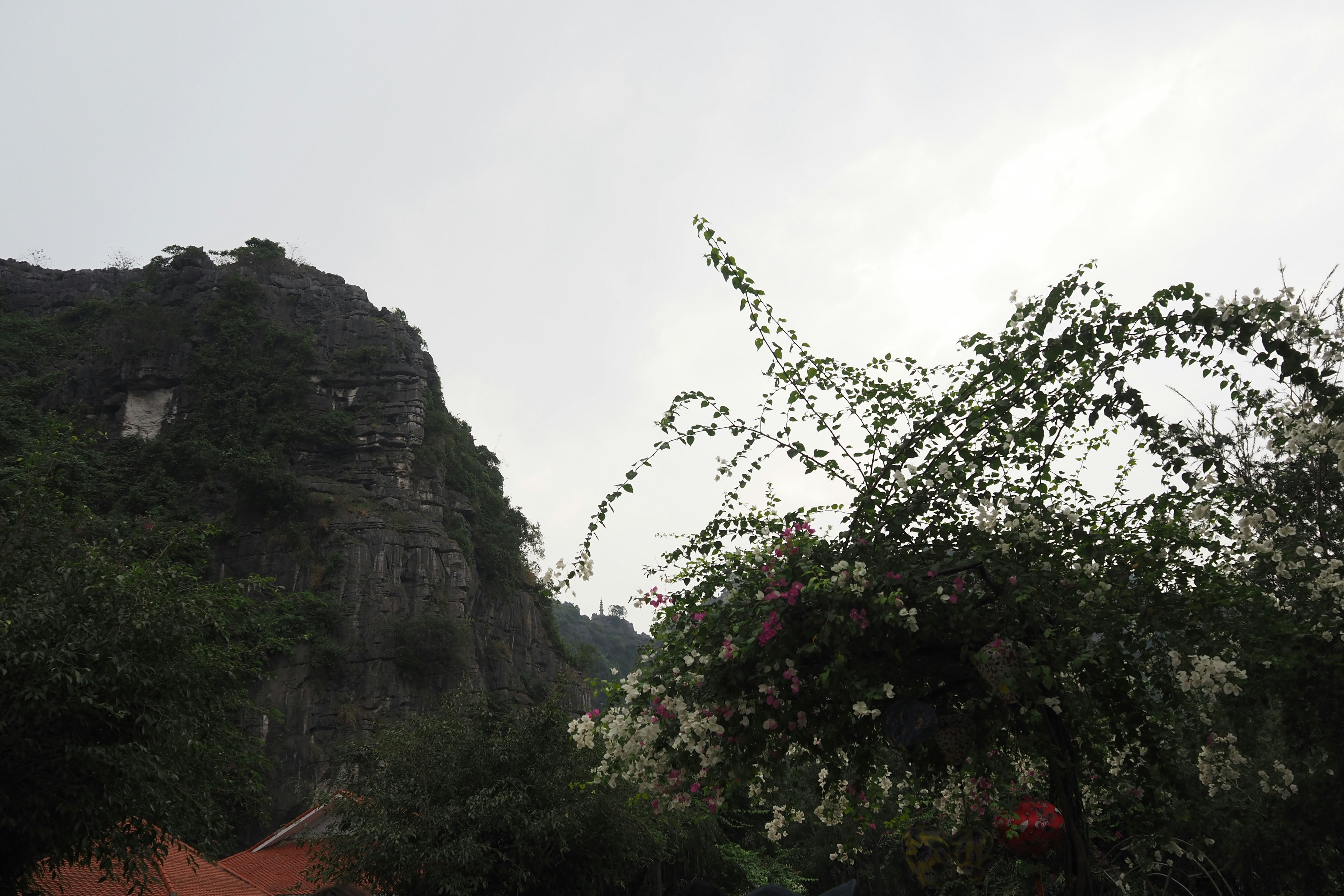 Pemandangan gunung dengan tanaman berbunga