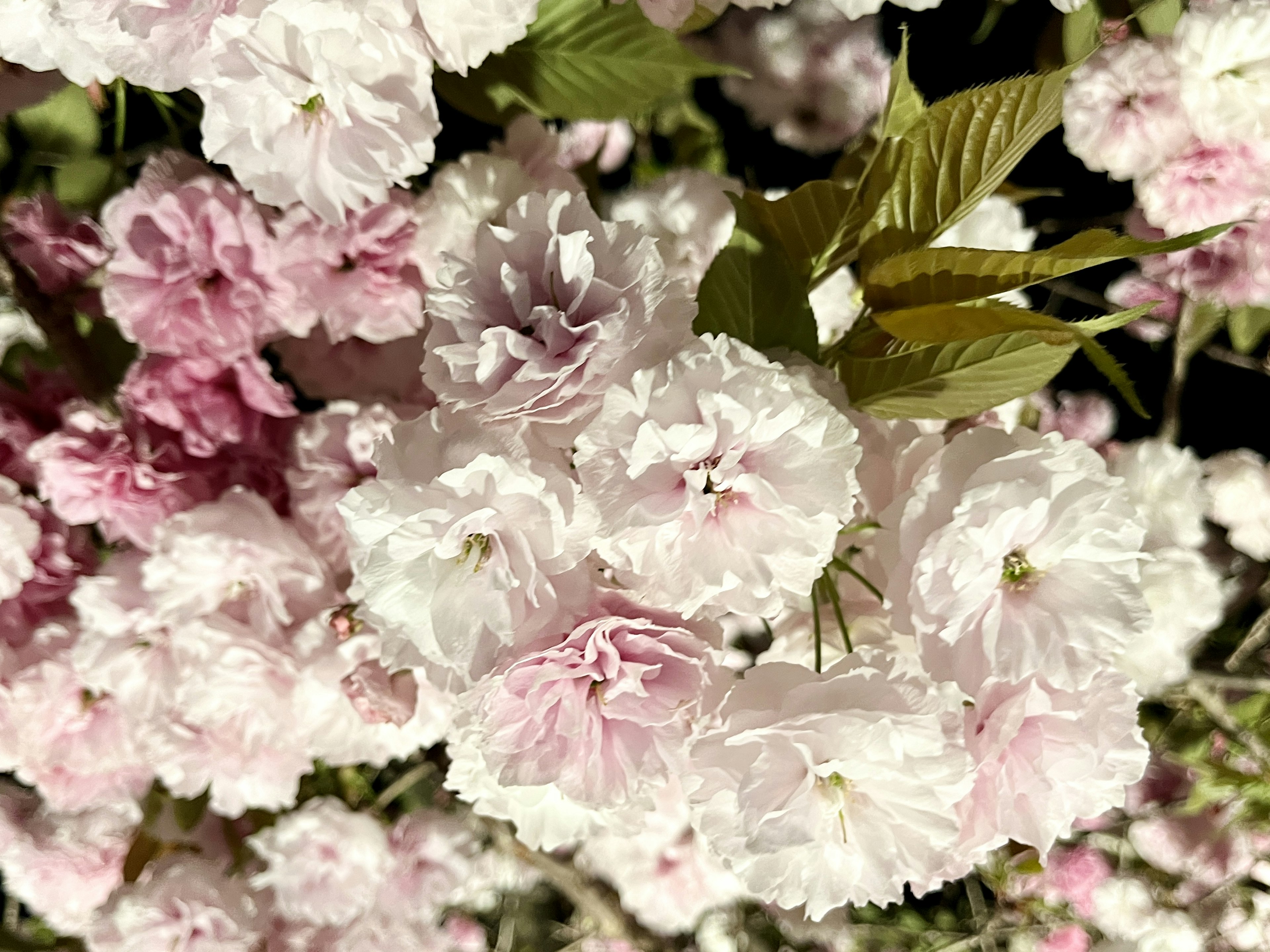 Hermosa escena de flores rosas y blancas en flor