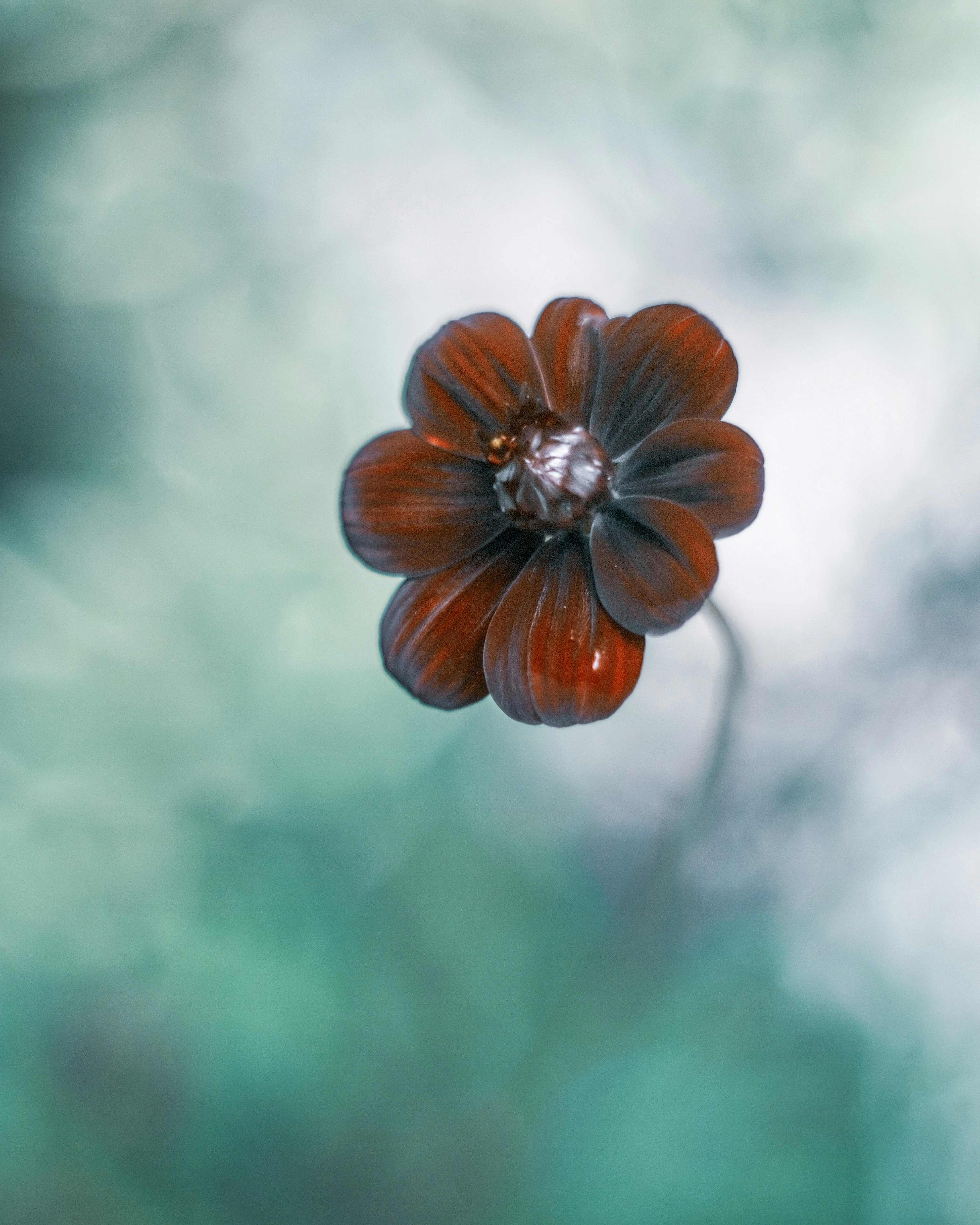 Primer plano de una flor marrón sobre fondo azul