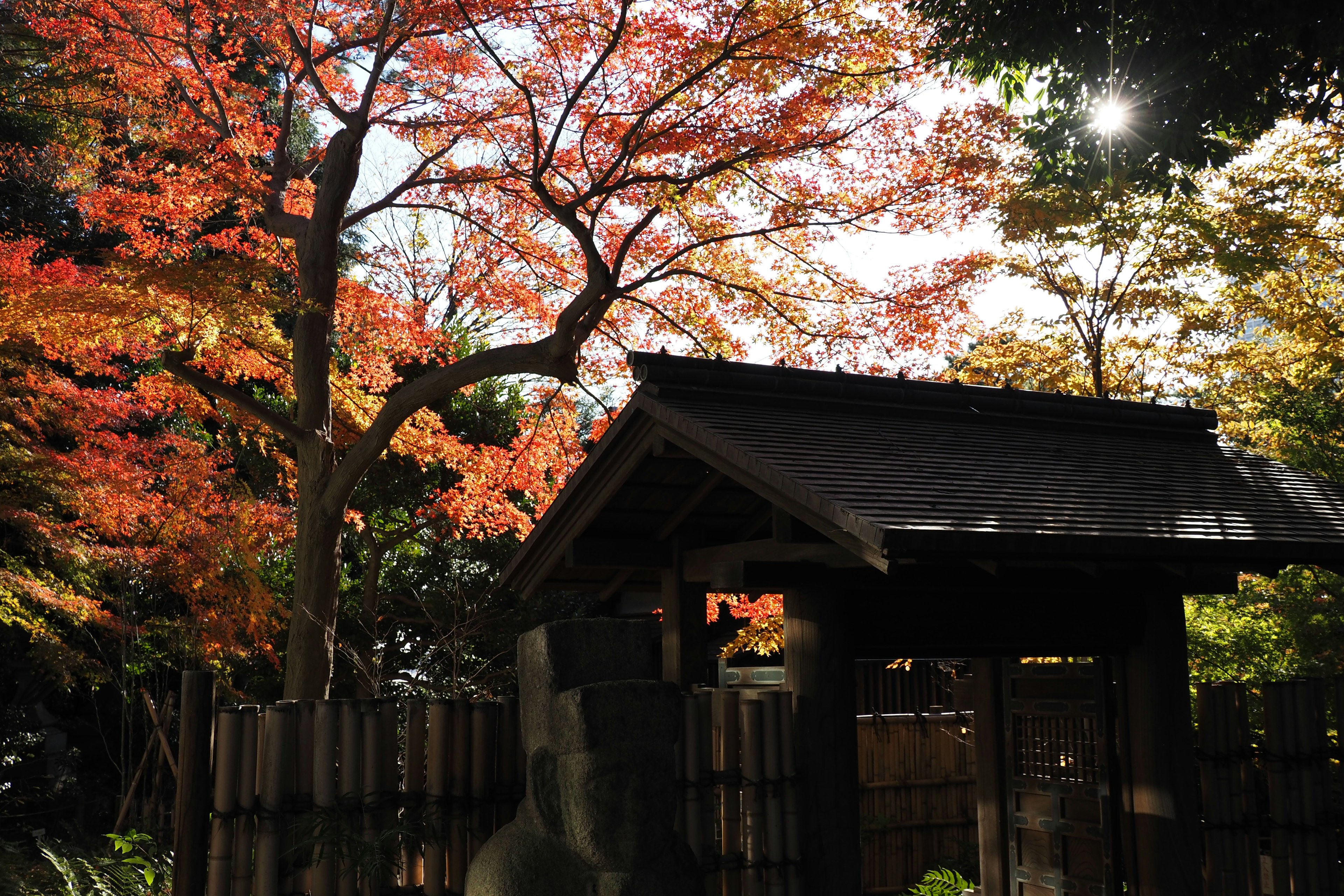 Entrada de un jardín japonés con follaje otoñal vibrante