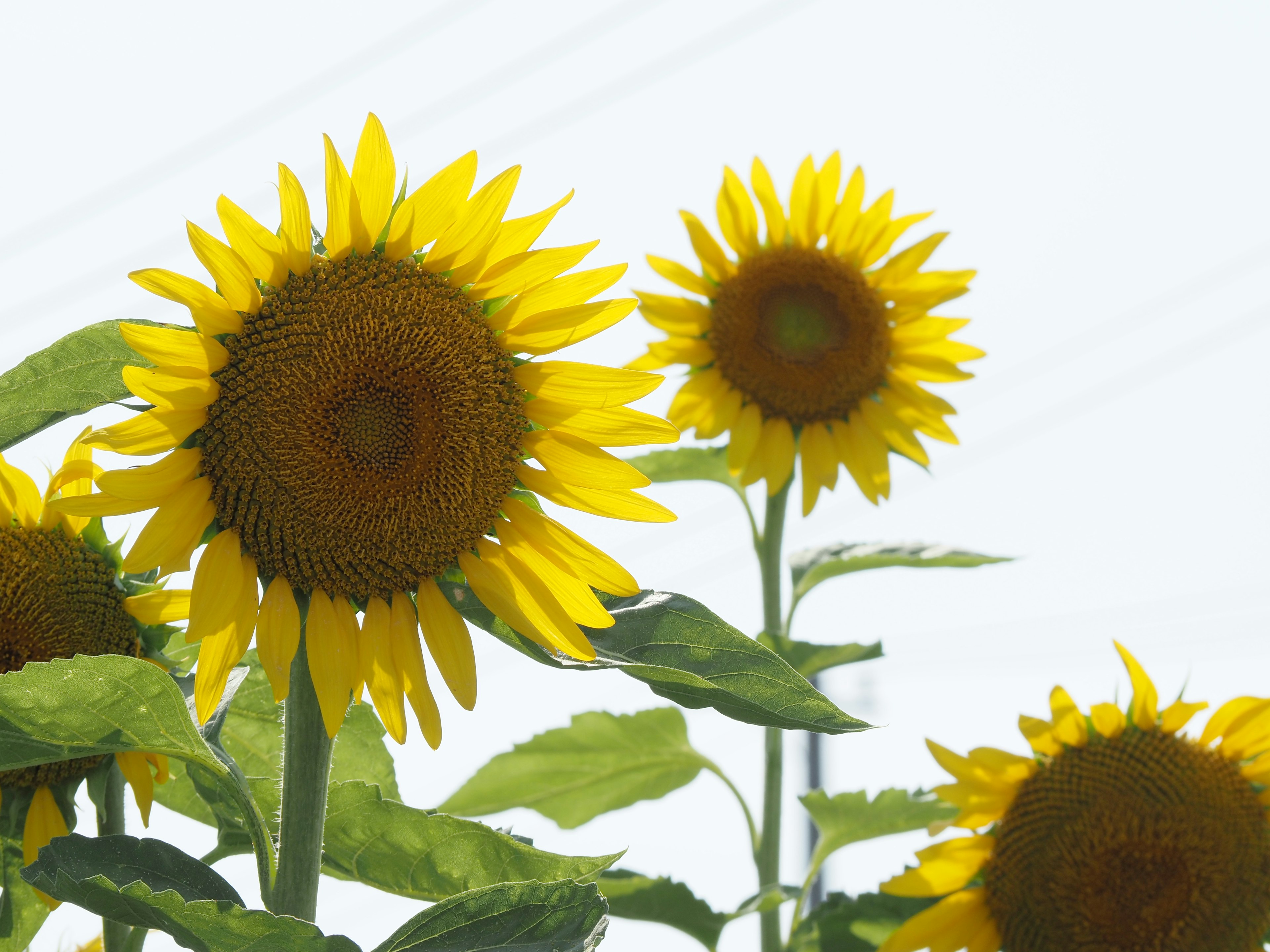 Bright yellow sunflowers blooming under a blue sky