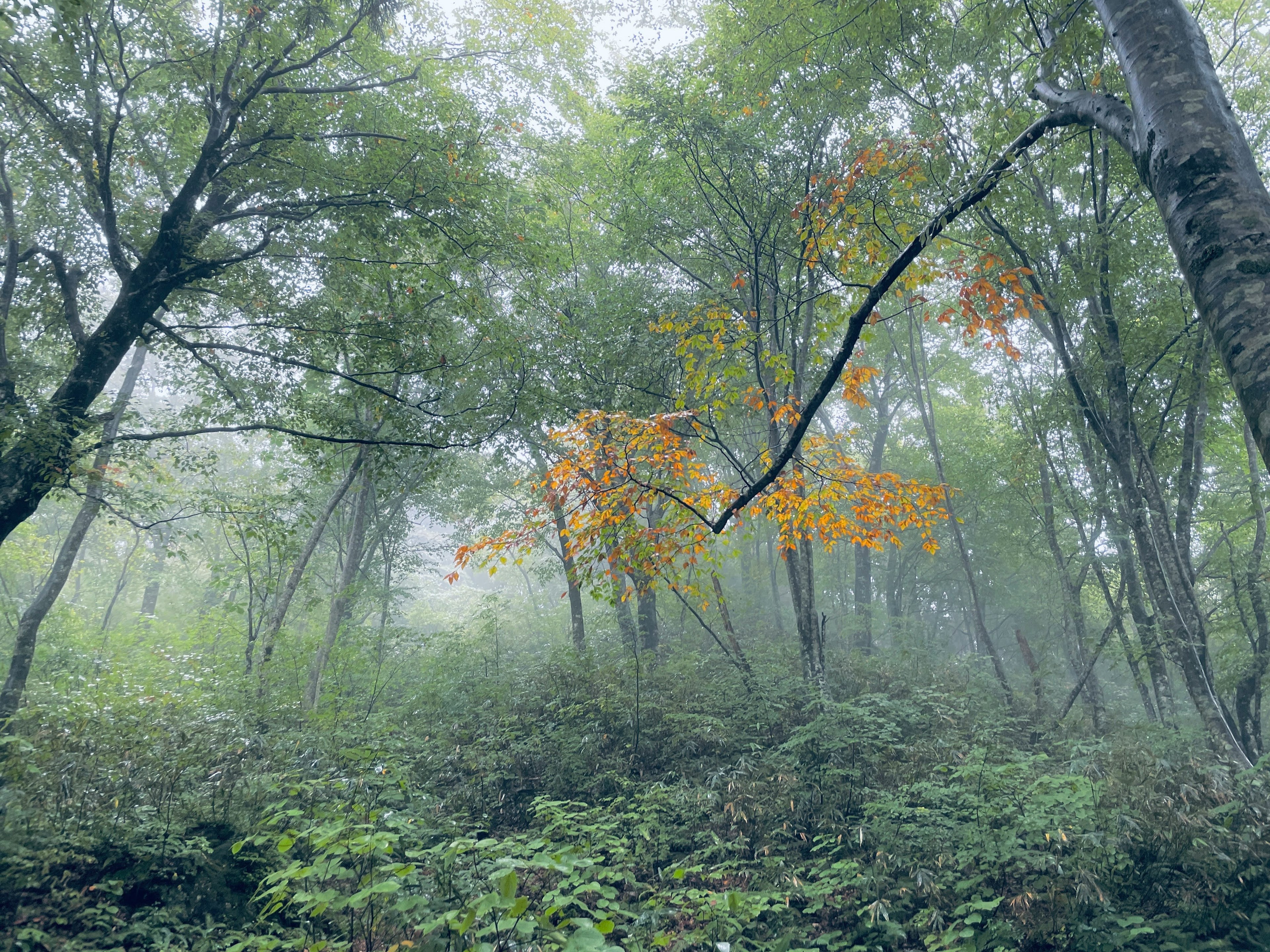 Alberi in una foresta nebbiosa con fogliame verde e un accenno di foglie arancioni