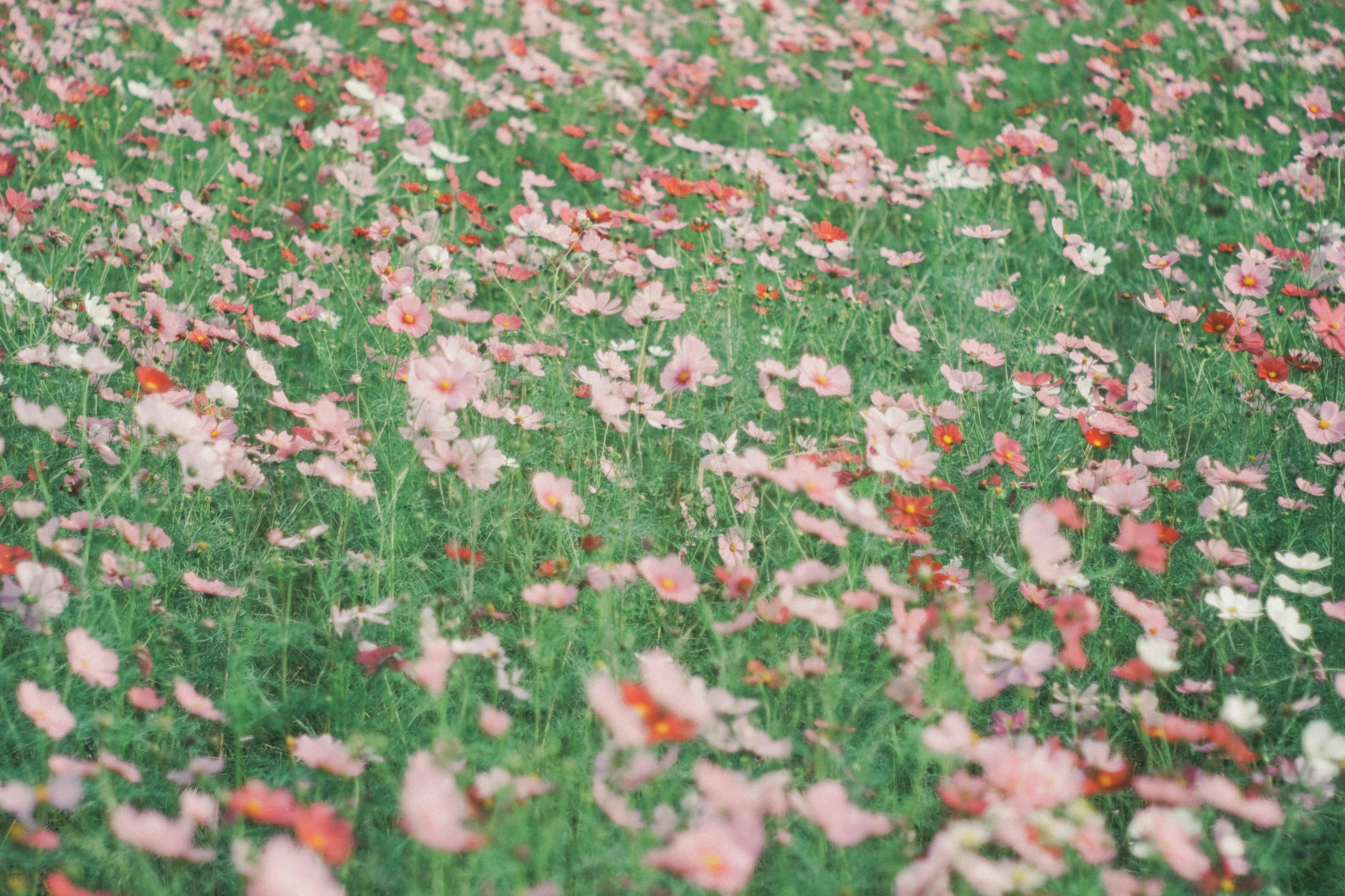 緑の草地に広がるピンク色の花々の絨毯