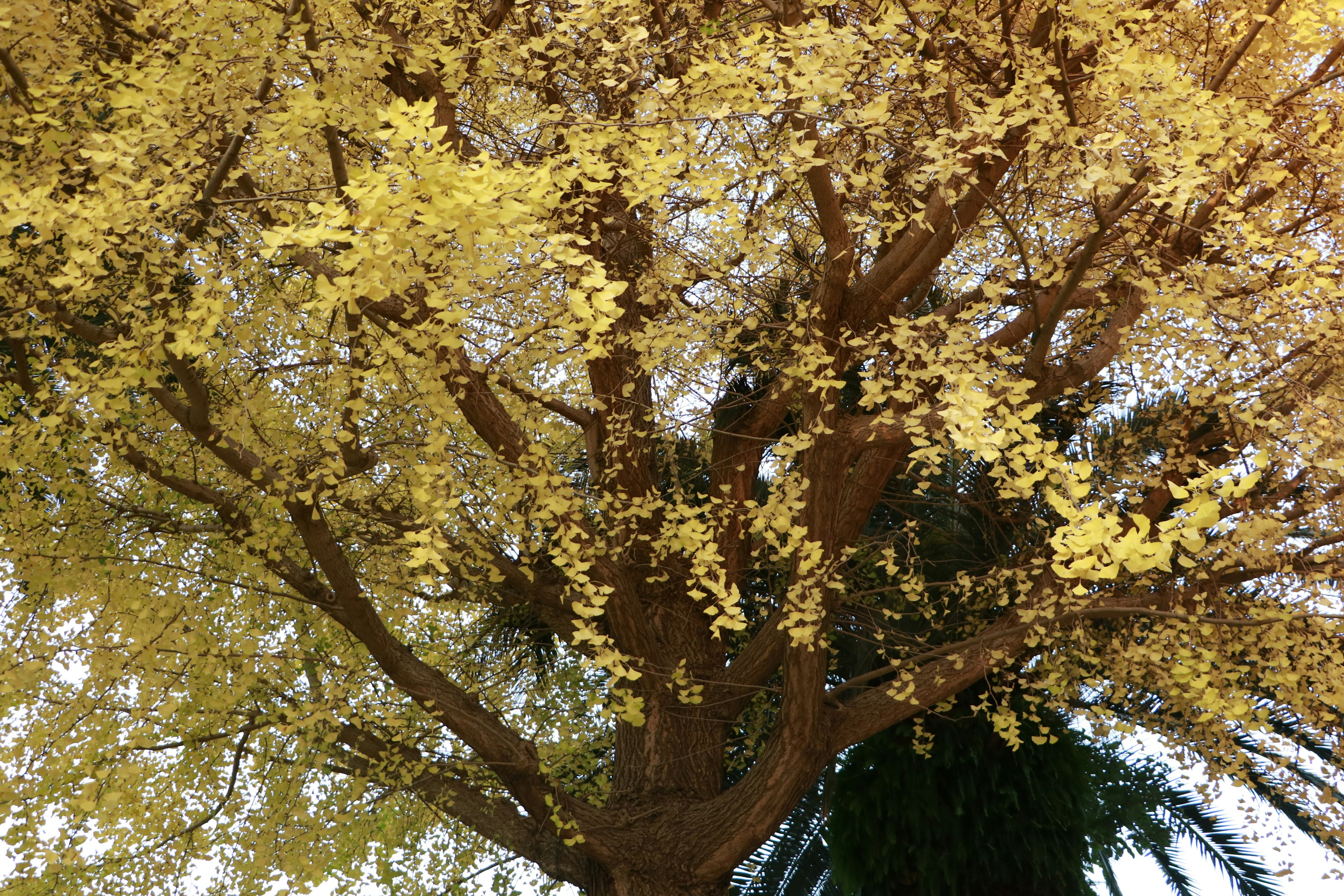 Grande albero con belle foglie gialle visto dall'alto