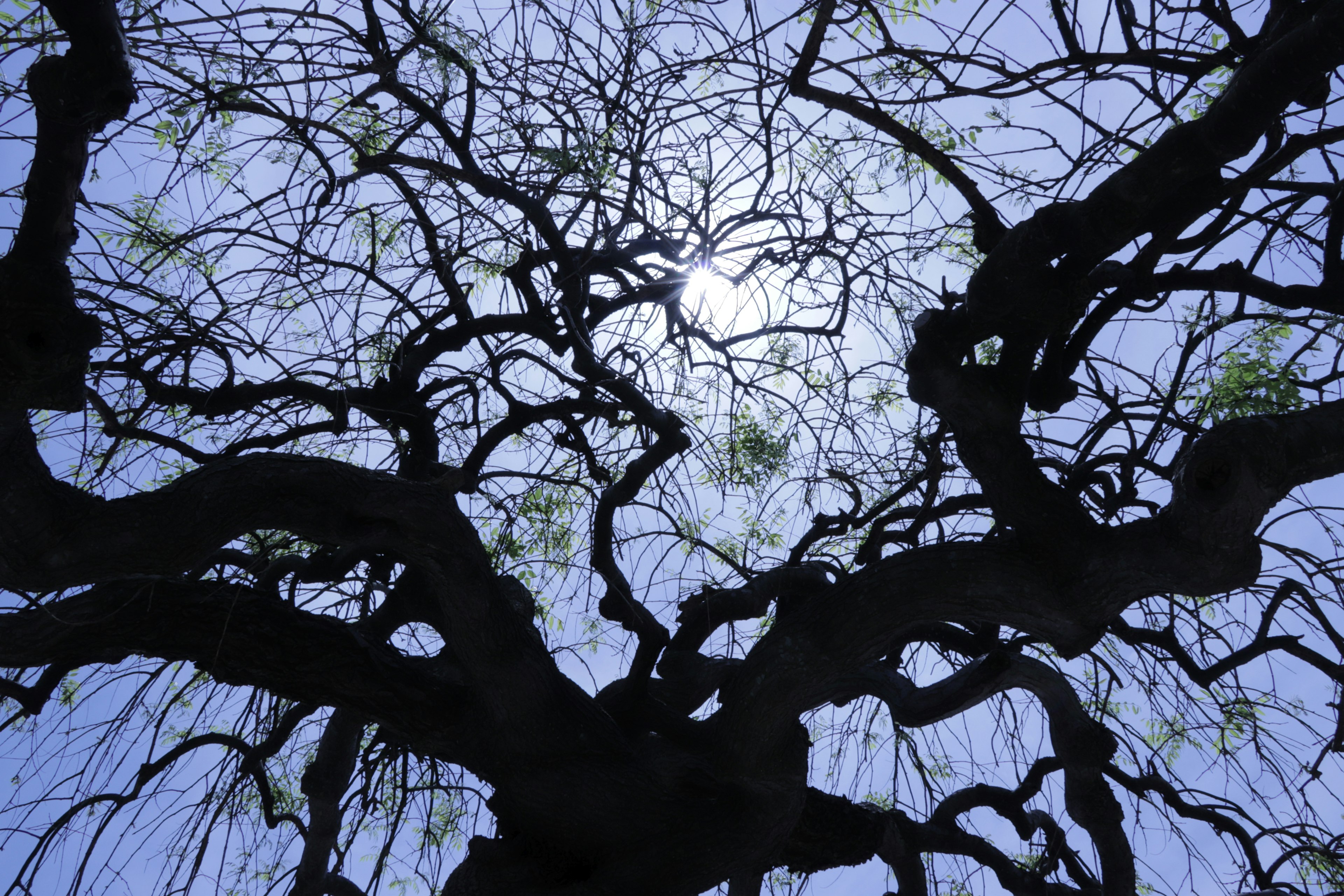 Silhouette complessa di rami sotto un cielo blu