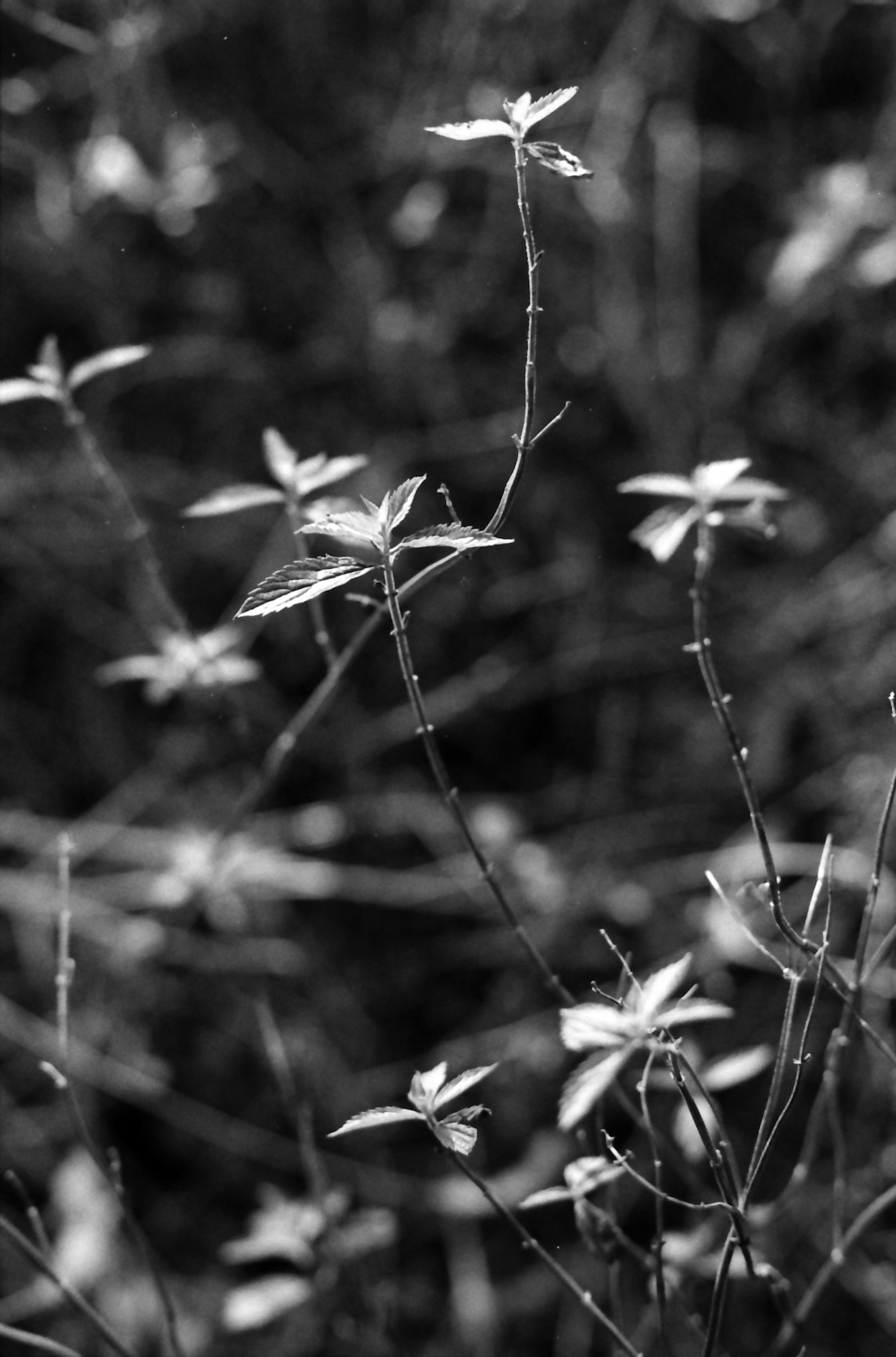 Cluster of slender stems with small flowers against a black and white background