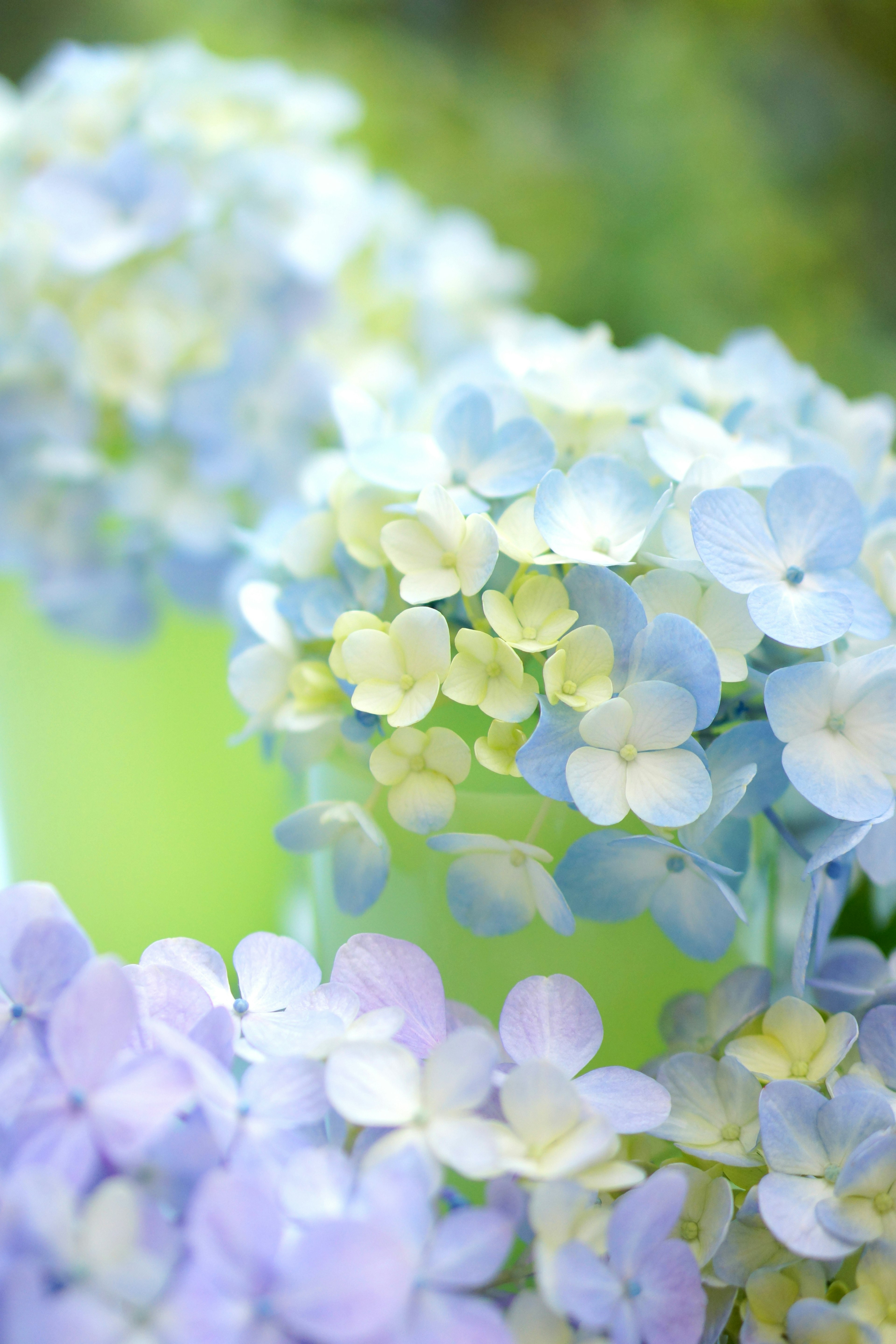 Blue and lavender hydrangea flowers blooming