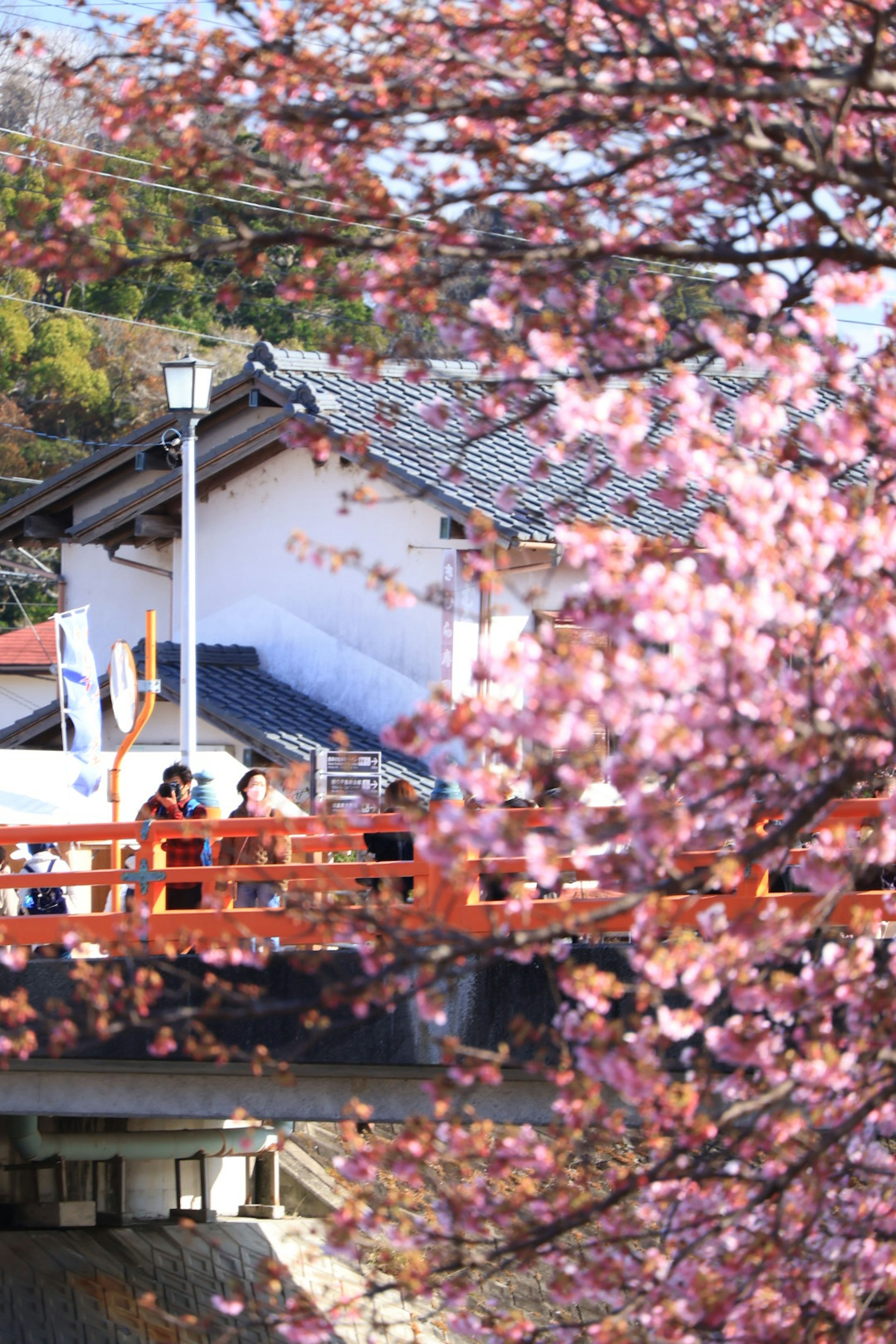 Pohon sakura yang sedang mekar dengan jembatan dan rumah tradisional di latar belakang