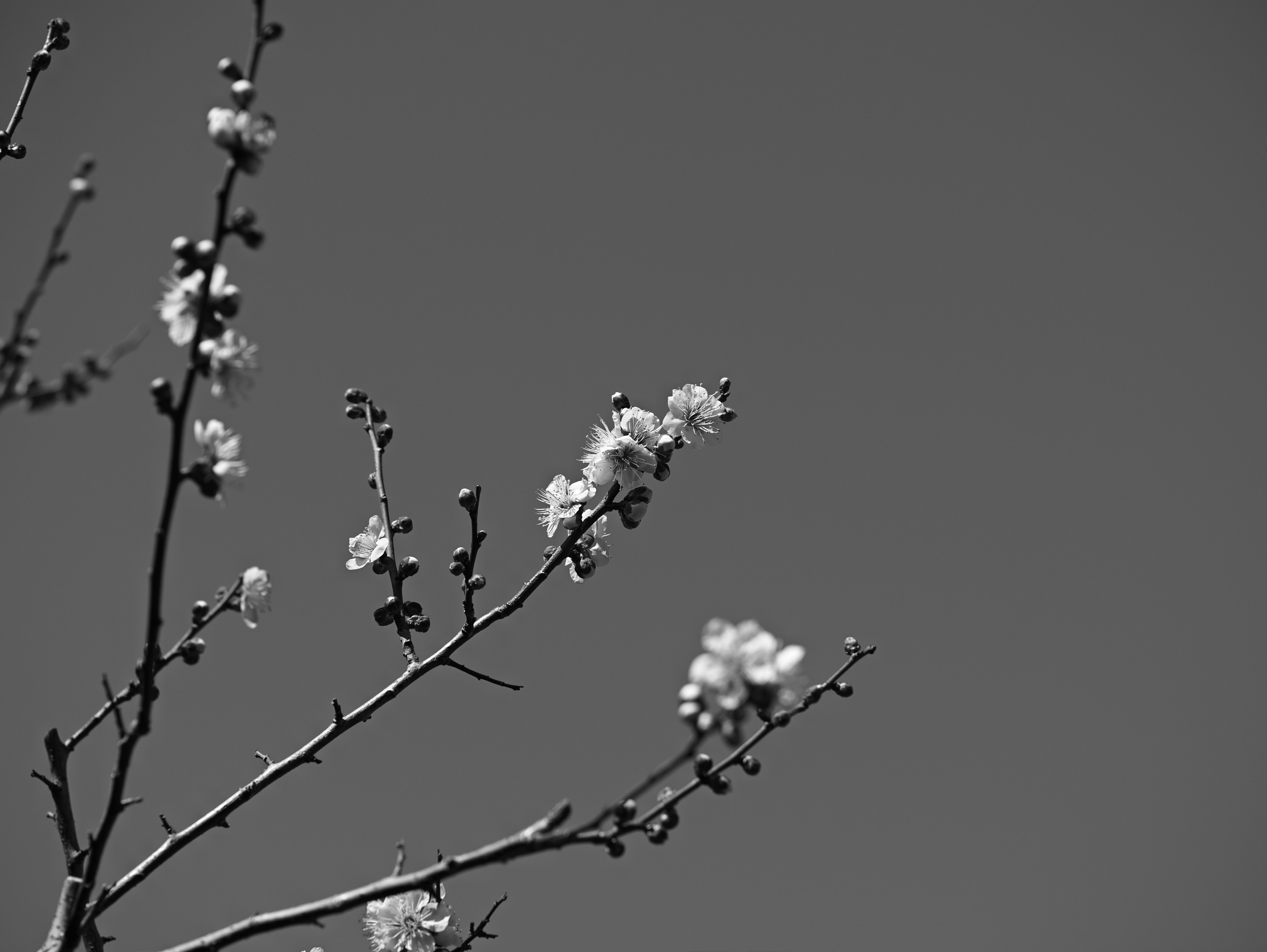 Branch with blooming flowers against a black and white background