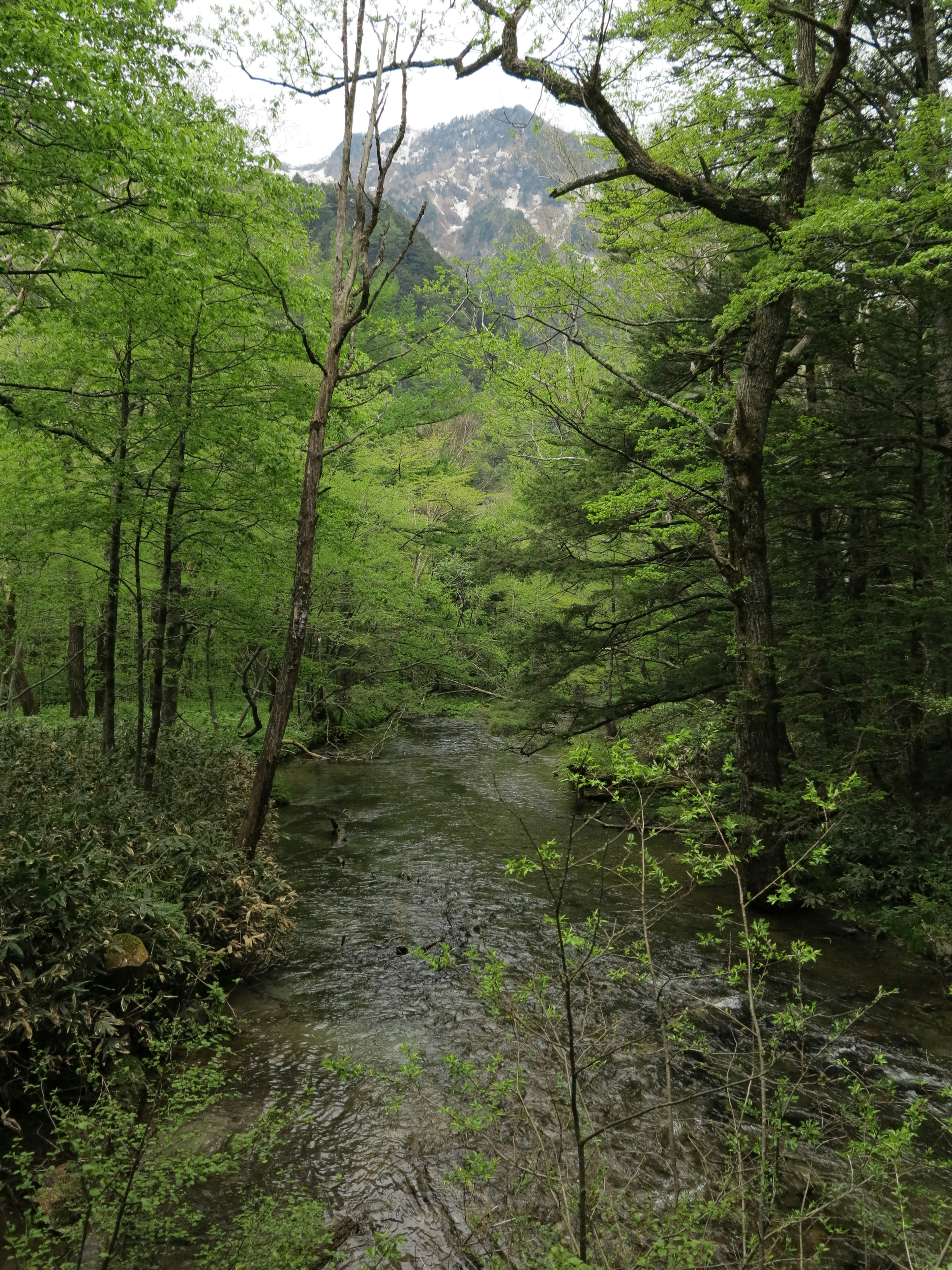 A serene stream flowing through lush green forest with a mountain backdrop