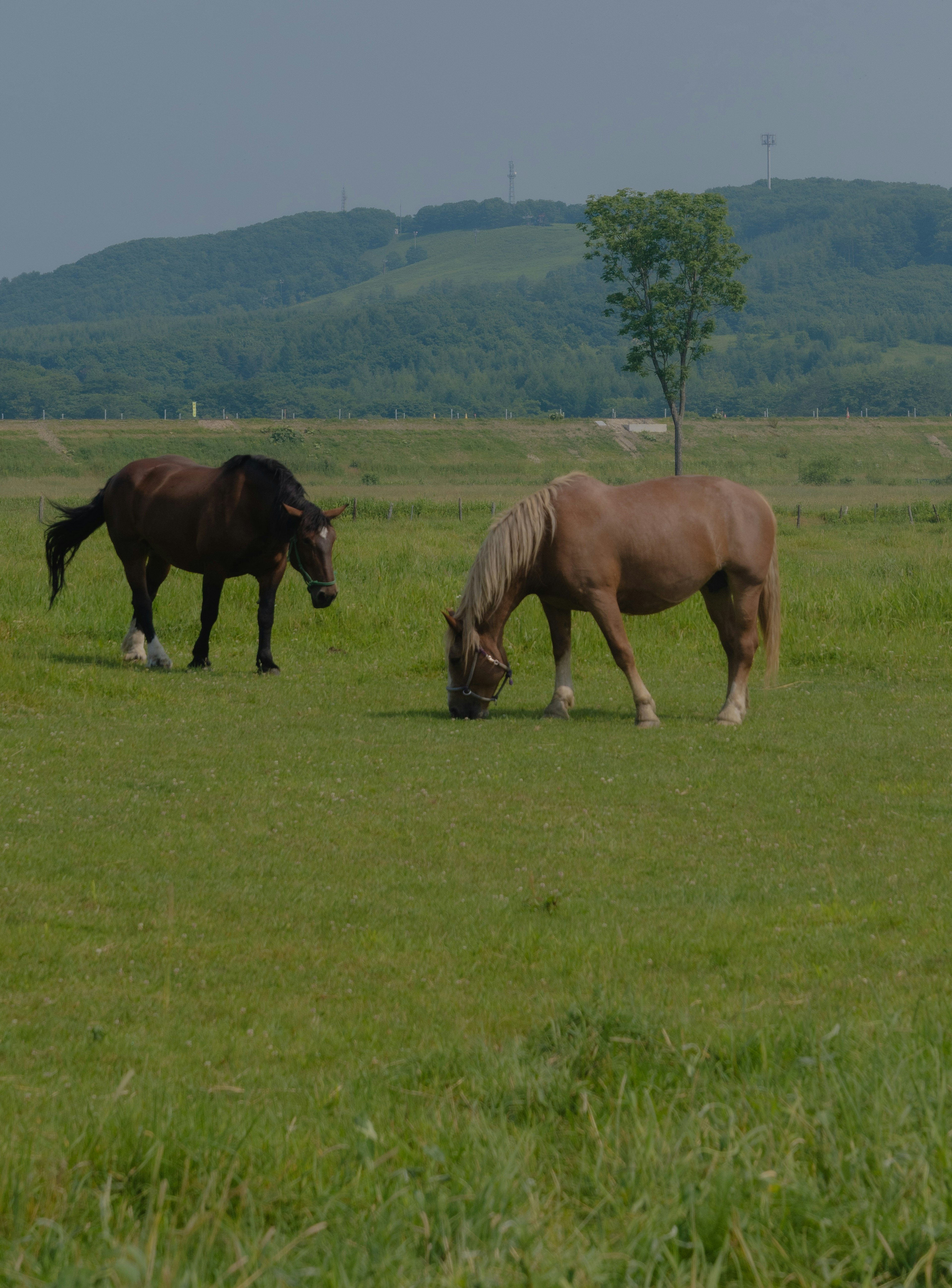 Dos caballos pastando en un prado verde