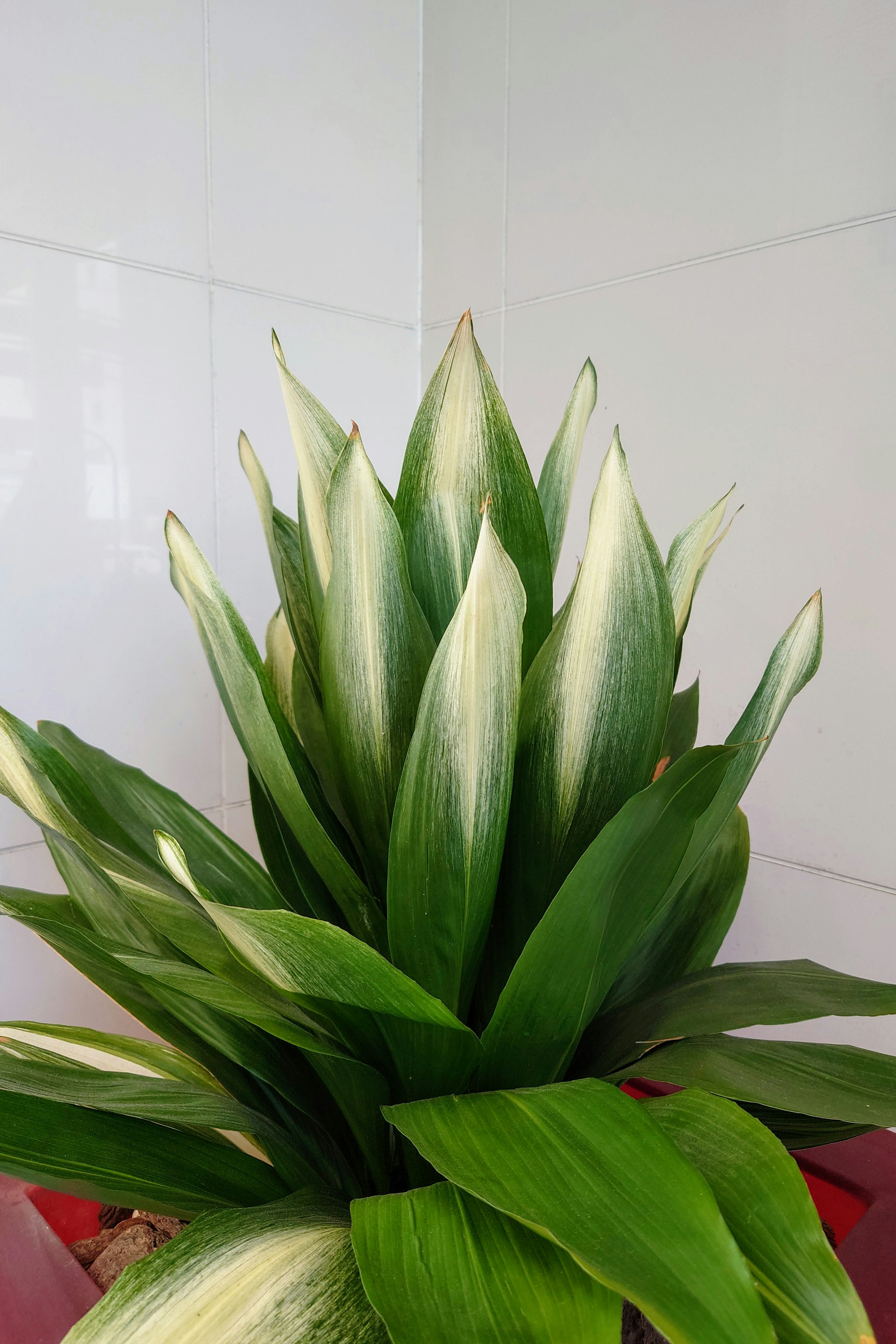 Close-up of a green-leaved houseplant with pointed leaves