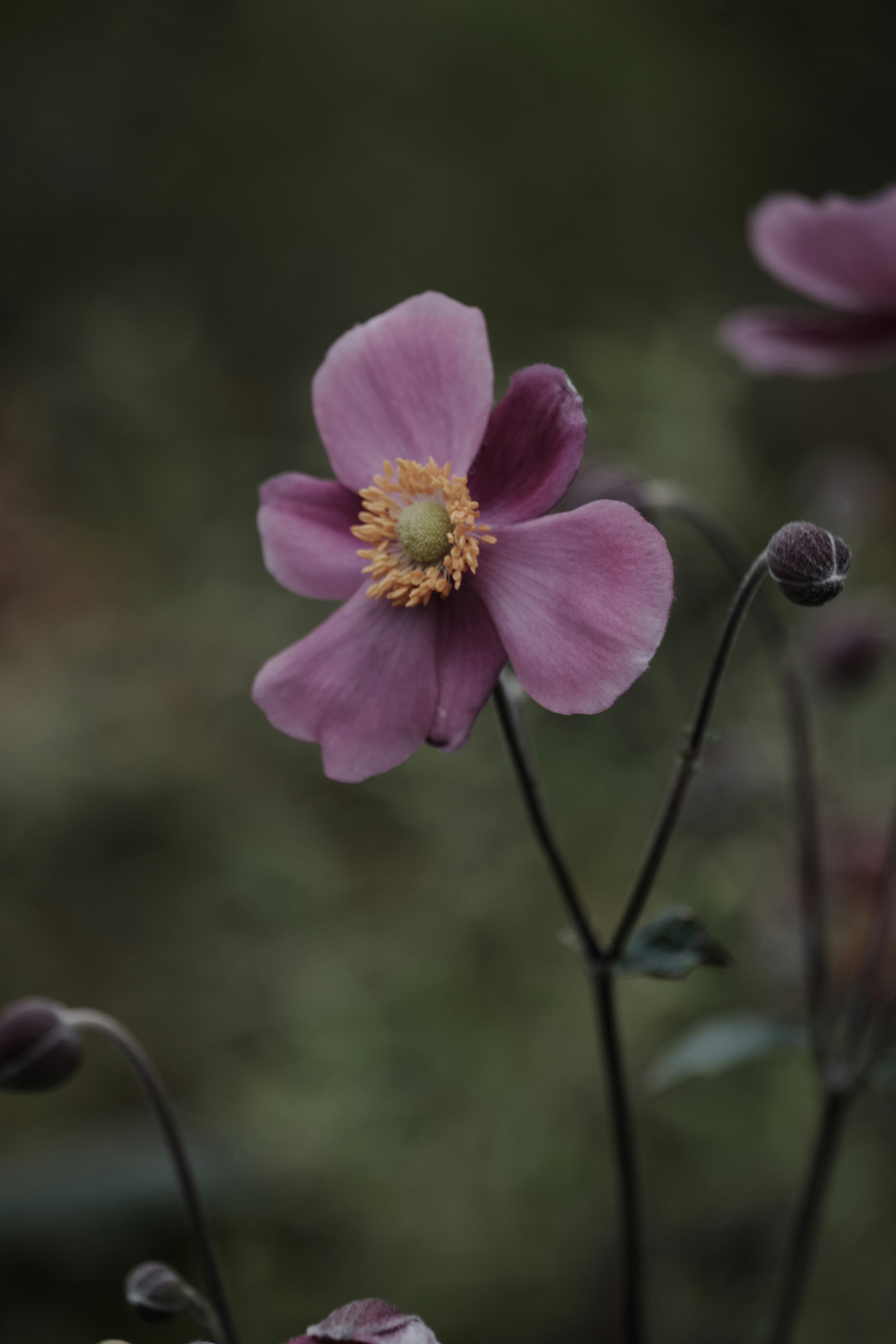 薄紫色の花と黄色い中心を持つアネモネの花が青みがかった背景で咲いている