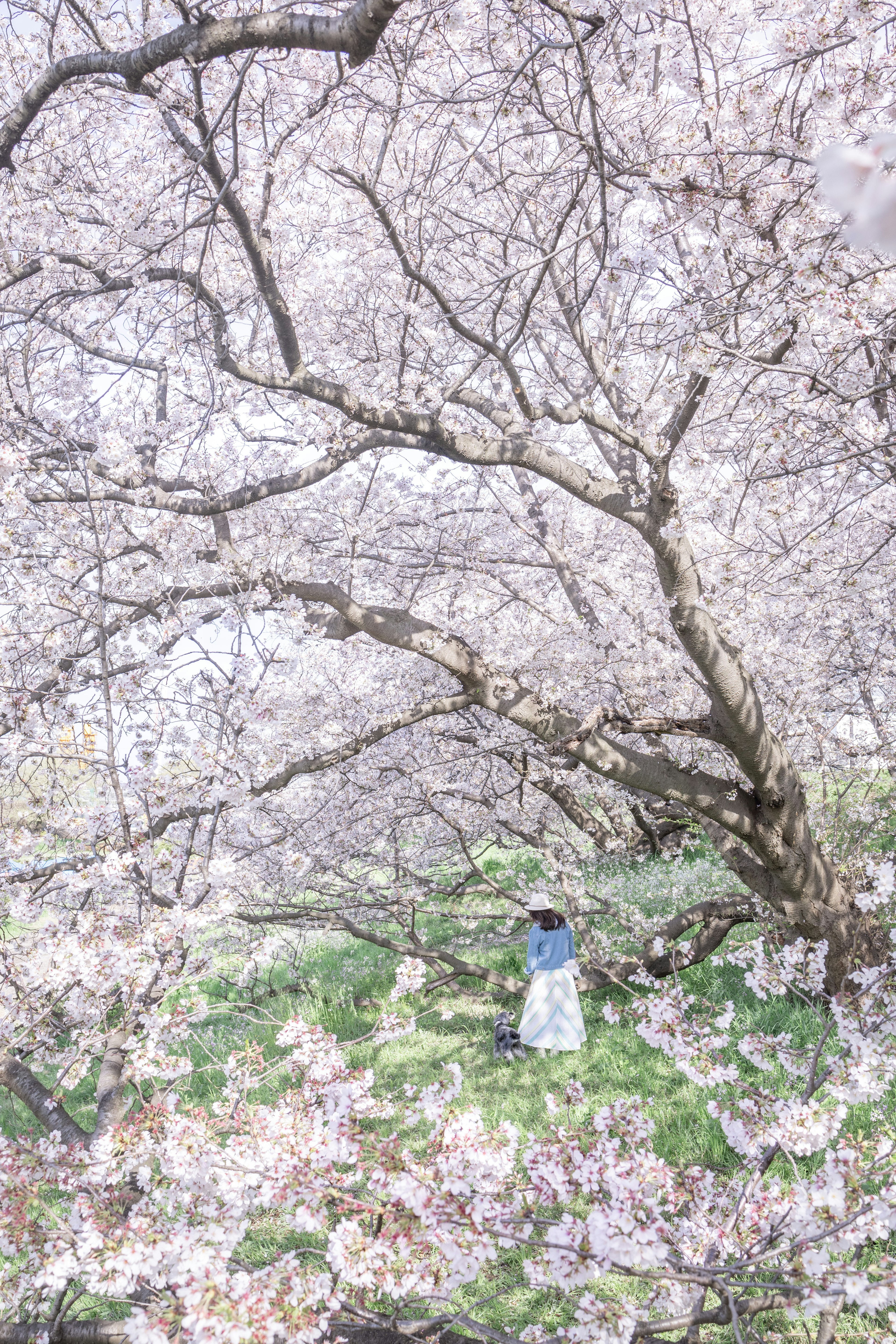 Seorang wanita berdiri di bawah pohon sakura dengan kelopak yang jatuh