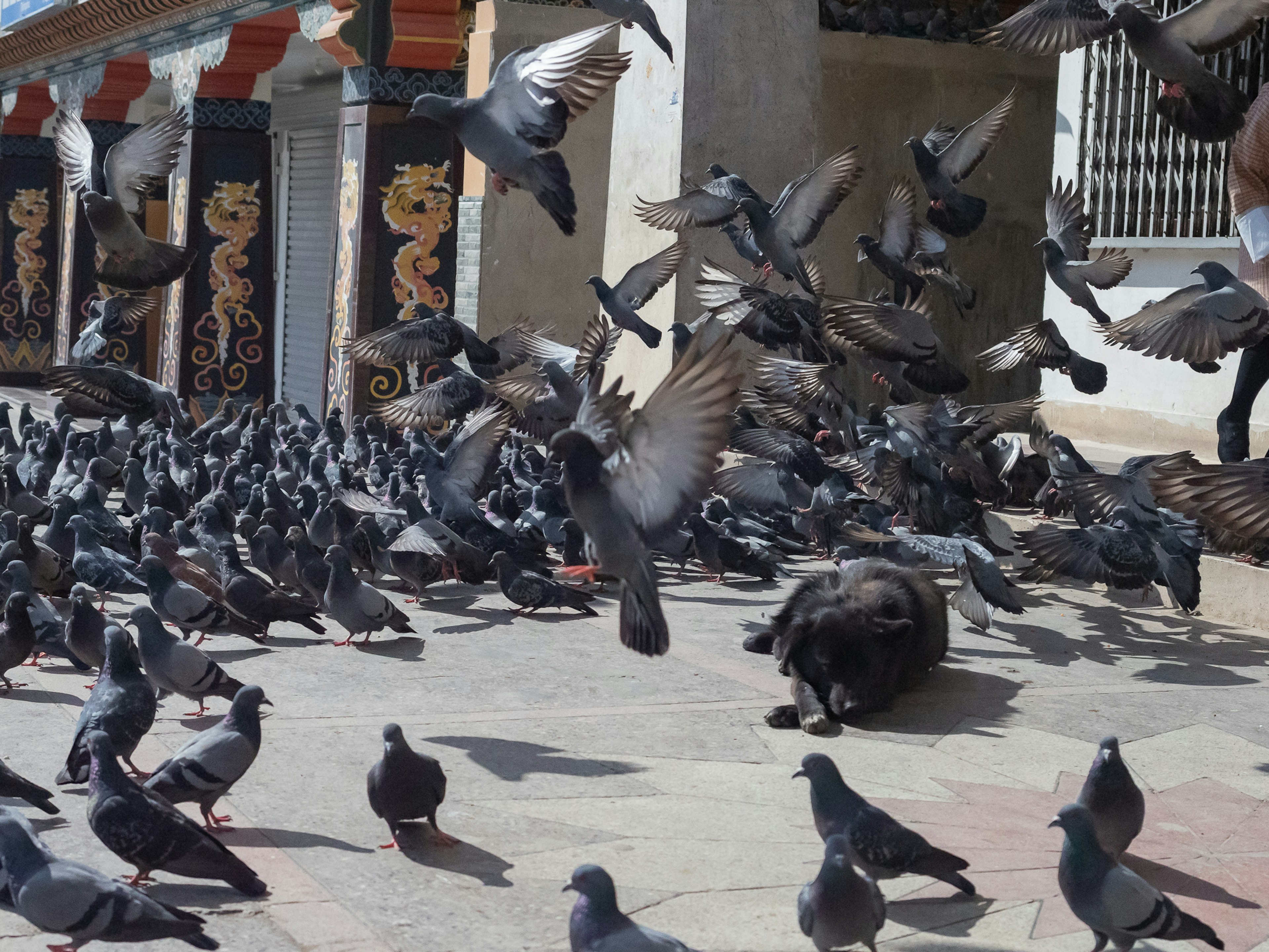 Un stormo di piccioni che si alza in volo in una piazza con un tempio sullo sfondo