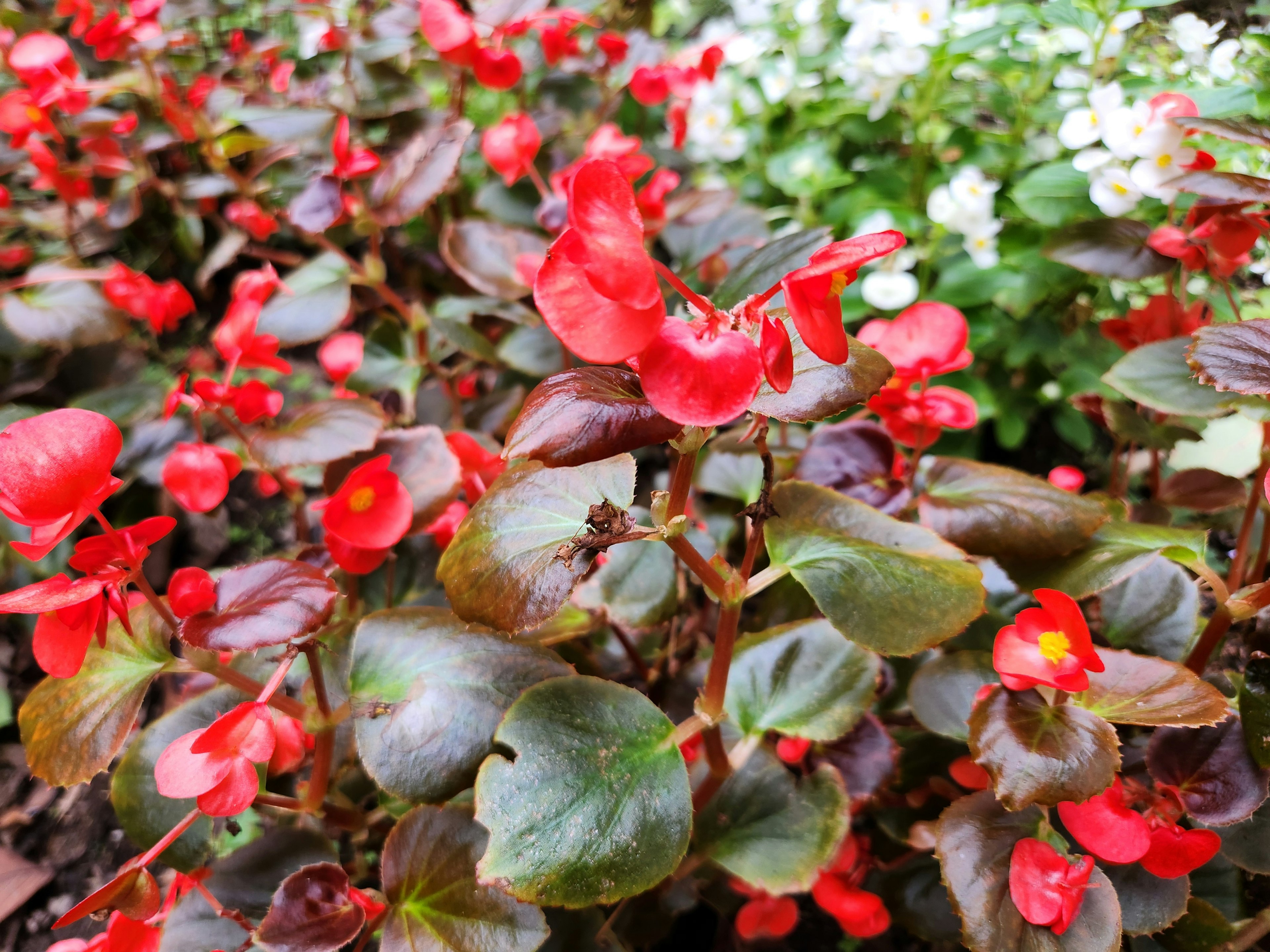 赤い花を咲かせたベゴニアの植物が群生している背景に白い花が少し見える