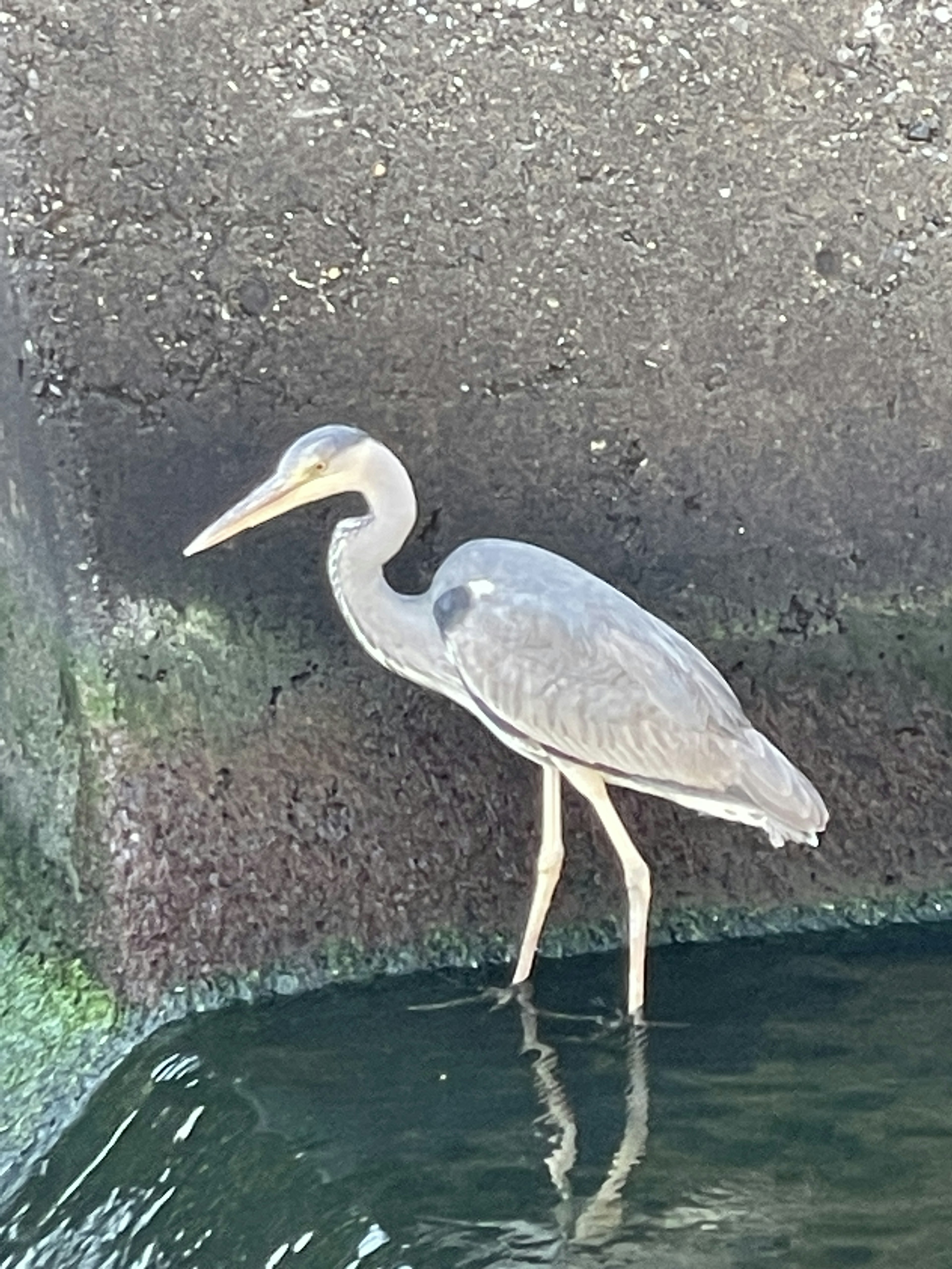 水辺に立つ灰色のサギの姿