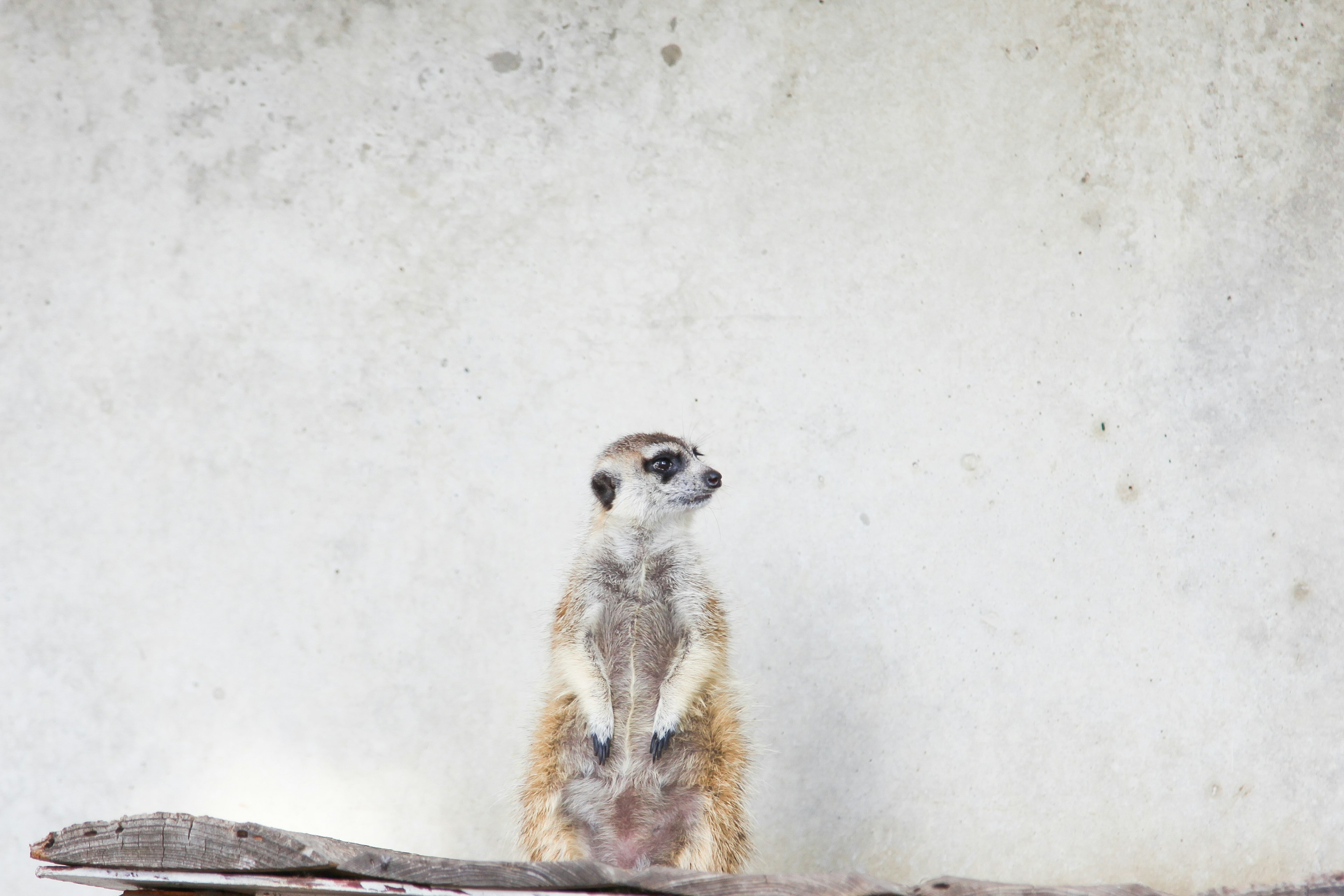 Seekor meerkat berdiri di atas cabang